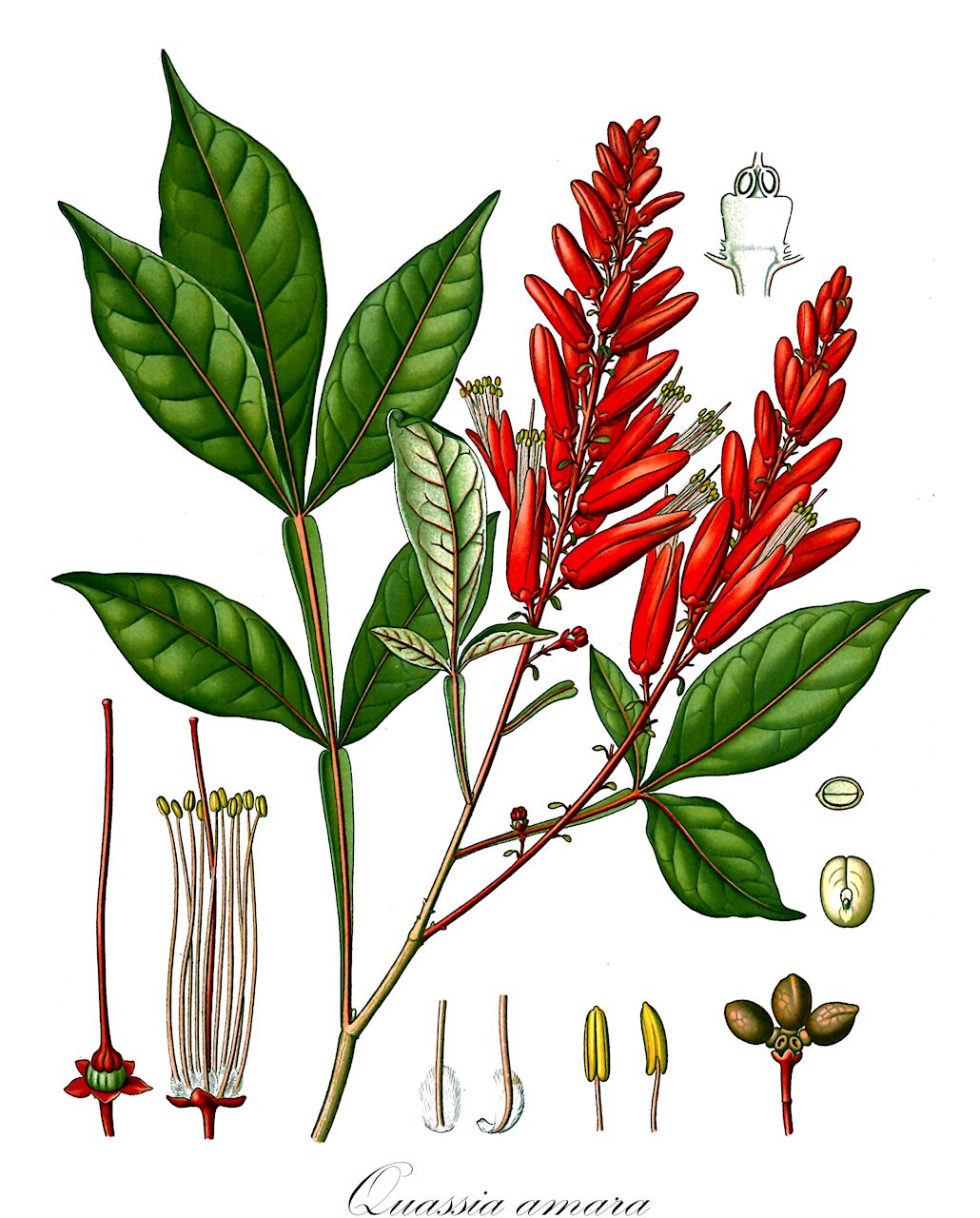 Quassia amara - Simaroubaceae,Plantae,Pteridobiotina,Angiosperms,Sapindales,Simaroubaceae,Quassia,Quassia amara,Quassia amara f. paniculata, Quassia amara var. grandiflora, Quassia amara var. paniculata, Quassia pumila,Bitterholz;Quassiaholzbaum;Quassie;Simaroubabaum