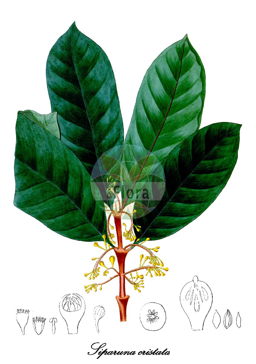 Siparuna cristata - Siparunaceae,Plantae,Pteridobiotina,Angiosperms,Laurales,Siparunaceae,Siparuna,Siparuna cristata,Citrosma cristata, Siparuna cristata var. macrophylla, Siparuna cristata var. petiolaris, Siparuna monogyna, Siparuna obconica, Siparuna sarmentosa, Siparuna williamsii