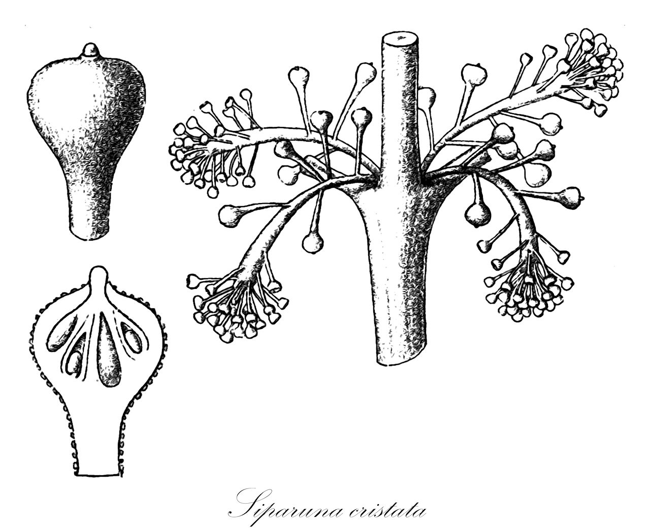 Siparuna cristata - Siparunaceae,Plantae,Pteridobiotina,Angiosperms,Laurales,Siparunaceae,Siparuna,Siparuna cristata,Citrosma cristata, Siparuna cristata var. macrophylla, Siparuna cristata var. petiolaris, Siparuna monogyna, Siparuna obconica, Siparuna sarmentosa, Siparuna williamsii