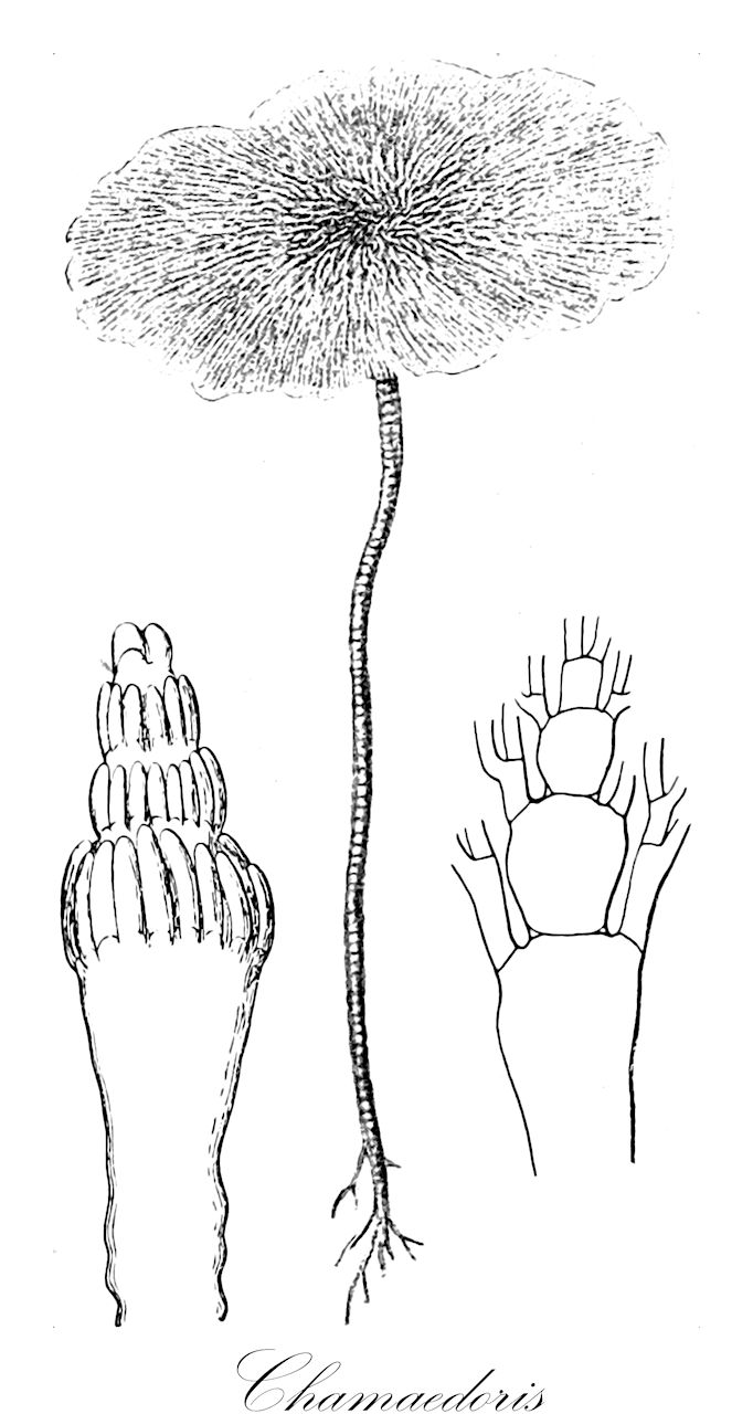 Chamaedoris - Chlorophyta,Biota,Plantae,Chlorophyta,Chlorophytina,Ulvophyceae,Siphonocladales,Siphonocladaceae,Chamaedoris,Scopularia