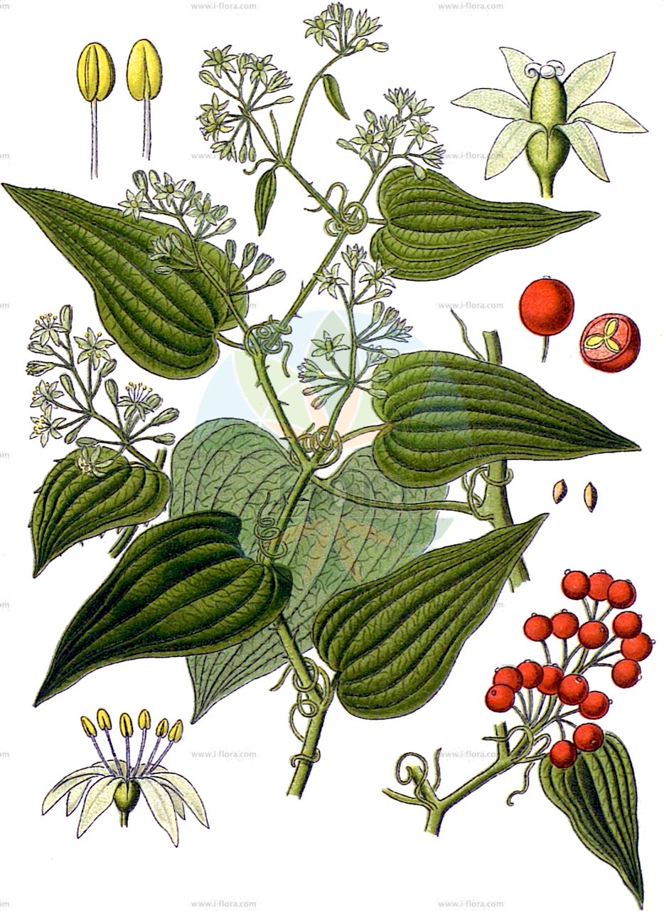 Smilax aspera - Smilacaceae,Plantae,Pteridobiotina,Angiosperms,Liliales,Smilacaceae,Smilax,Smilax aspera,Smilax aspera f. balearica, Smilax aspera f. intermedia, Smilax aspera f. punctata, Smilax aspera subsp. balearica, Smilax aspera subsp. balearica, Smilax aspera subsp. balearica, Smilax aspera subsp. mauritanica, Smilax aspera subsp. nigra, Smilax aspera var. altissima, Smilax aspera var. angustifolia, Smilax aspera var. balearica, Smilax aspera var. maculata, Smilax aspera var. mauritanica, Smilax aspera var. mauritanica, Smilax aspera var. nigra, Smilax aspera var. ochrocarpa, Smilax aspera var. perrottetiana, Smilax aspera var. picta, Smilax aspera var. punctata, Smilax balearica, Smilax brevipes, Smilax capitata, Smilax catalonica, Smilax conferta, Smilax excelsa, Smilax goetzeana, Smilax inermis, Smilax intricatissima, Smilax longipes, Smilax maculata, Smilax maculata, Smilax mauritanica, Smilax mauritanica, Smilax mauritanica, Smilax mauritanica subsp. vespertilionis, Smilax mauritanica var. vespertilionis, Smilax nigra, Smilax nilagirensis, Smilax oxycarpa, Smilax peduncularis, Smilax pendulina, Smilax picta, Smilax platyphylla, Smilax rettiana, Smilax rigida, Smilax sagittata, Smilax sagittifolia, Smilax saxicola, Smilax tetragona, Smilax variabilis, Smilax willkommii,Stachelige Stechwinde;liseron épineux;salsepareille d'Europe;gramin de montagne;liset piquant;salsepareille;smilax rude;cerrajuda;legra-campo;salsaparilla;uva de perro;zarza morisca;zarzaparilla;zarzaparilla de España;zarzaparilla de la tierra;zarzaparilla del país;zarzaparilla montaraz;zarzaparilla morisca;smilace;rogo-cervone;salsapariglia nostrale;salsapariglia nostrana;stracchiabrache;alagação;alegra-campo;alegra-cão;legacão;recama;salsaparrilha;salsaparrilha-bastarda;salsaparrilha-brava;salsaparrilha-do-reino;salsaparrilha-indígena;salsaparrilha-rugosa;silvamar;cассапариль шероховатый;смилакс шероховатый;akdeniz saparnası;gıcırdikeni;morenxa;morenxë;arinyols;aritja;arítjol;heura del diable;heura espinosa;matavelies;matavelles;sarsa d'Espanya;sarsaparella;crvena tetivika;hrapavi oponec;kisosit kotzanit;קִיסוֹסִית קוֹצָנִית;salsa pajżana;αρκουδόβατος;σμίλαξ η τραχεία;suì bá qiā;穗菝葜