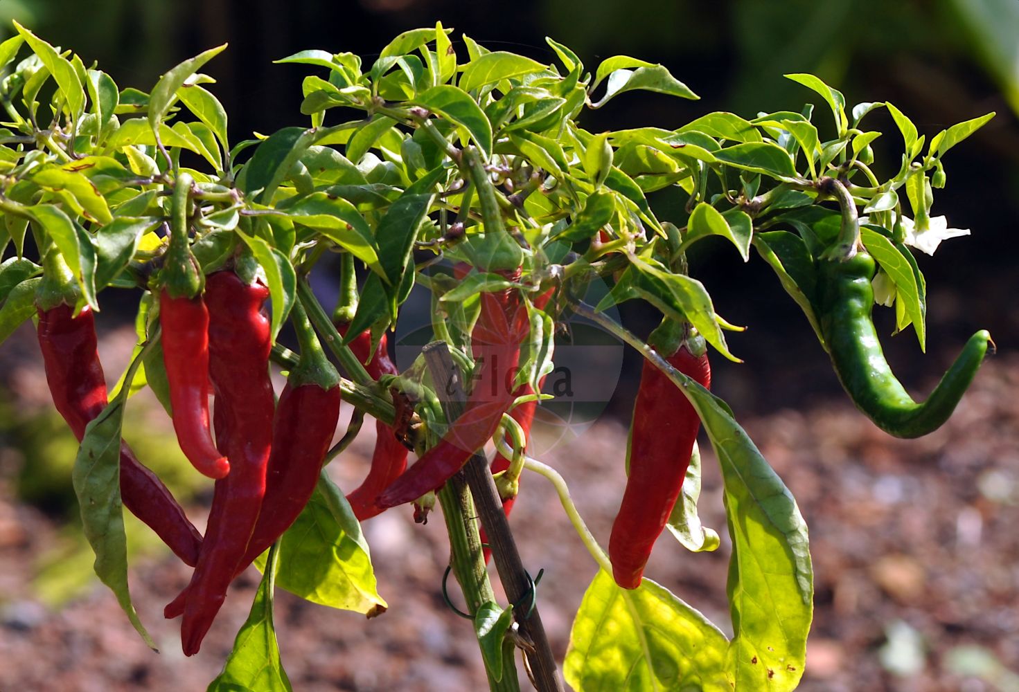 Capsicum frutescens - Solanaceae,Plantae,Pteridobiotina,Angiosperms,Solanales,Solanaceae,Solanoideae,Capsiceae,Capsicum,Capsicum frutescens,Capsicum annuum var. conicum, Capsicum annuum var. frutescens, Capsicum annuum var. oblongo-conicum, Capsicum annuum var. parvo-acuminatum, Capsicum annuum var. subconicum, Capsicum baccatum, Capsicum conicum, Capsicum conicum unr. angustifolium, Capsicum conicum var. latifolium, Capsicum conicum var. orientale, Capsicum conoide var. oblongo-conicum, Capsicum conoides, Capsicum conoideum, Capsicum conoideum var. chordale, Capsicum conoideum var. sulcatum, Capsicum crispum, Capsicum curvipes, Capsicum fastigiatum, Capsicum flexuosum var. perrottettii, Capsicum frutescens var. conoides, Capsicum frutescens var. frutescens, Capsicum frutescens var. multilobatum, Capsicum frutescens var. queenslandicum, Capsicum indicum var. berberideum, Capsicum indicum var. conoideum, Capsicum minimum,Cayennepfeffer;piment d'oiseau;piment de Cayenne;piment enragé;agi guaguo;agí guaguo;aji de perro;ají de perro;chile;chile-cereza;pepe d'uccelo;peperone d'India;peperone rabbioso;pimenta-encarnada;pimentão;pimenteiro;pimento;piri-piri;кайенский перец;чили;čili;goshiki-tougarashi