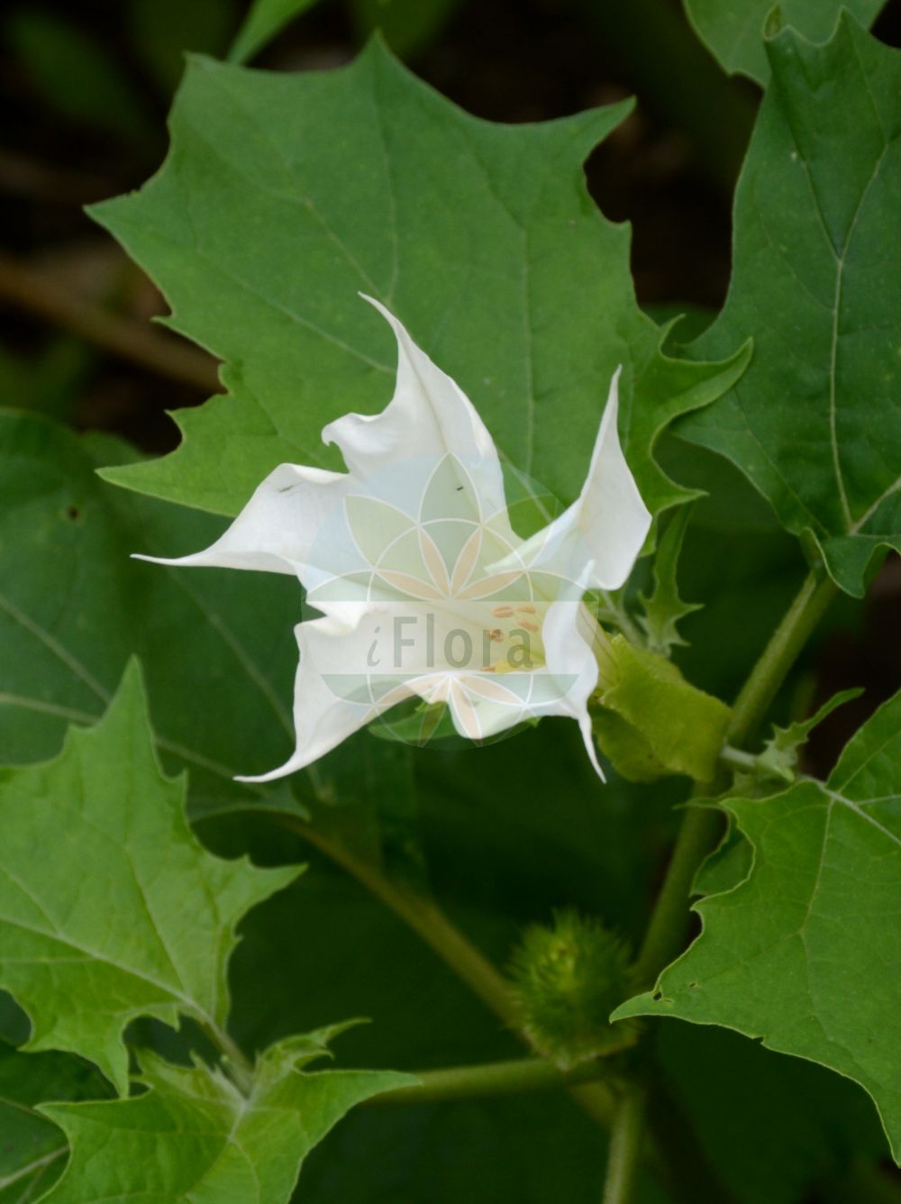 Datura stramonium - Solanaceae,Plantae,Pteridobiotina,Angiosperms,Solanales,Solanaceae,Solanoideae,Datureae,Datura,Datura stramonium,Datura bernhardii, Datura bertolonii, Datura inermis, Datura muricata, Datura stramonium, Datura stramonium, Datura stramonium, Datura stramonium f. inermis, Datura stramonium f. tatula, Datura stramonium f. tatula, Datura stramonium var. chalybea, Datura stramonium var. inermis, Datura stramonium var. tatula, Datura tatula, Datura wallichii, Stramonium tatula, Stramonium vulgare, Stramonium vulgare,Weißer Stechapfel;Gewöhnlicher Stechapfel;Stechapfel;Igelskolben;Stachelnuss;Rauhapfel;Tollkraut;thorn-apple;common thorn apple;false castor-oil plant;jimsonweed;Pomme épineuse;Stramoine commune;datura stramoine;herbe à la taupe;datura officinale;datura tatula;berenjena del diablo;chamico azul;estramonio;higuera loca;hierba hedionda;manzana espinosa;chamico morado;hoja de trapa;toloache;cornescopia;belladonna del pobre;burladora;espantarratones;flor de la trompeta;hedionda;hierba ratonera;higuera del infierno;higuera hedionda;matatopos;trompetilla;Stramonio comune;noce spinosa;mezzettoni;pit-rus;gewoone doornappel;gewone doornappel;doornappel;figueira-do-inferno;quinquilho;erva-do-diabo;mamoninho;castanheiro-do-diabo;erva-dos-bruxos;erva-dos-mágicos;estramonio;figueira-brava;pomo-espinhoso;дурман вонючий;дурман обыкновенный;boruçiçeği;tatull;bijeli kužnjak;spikklubba;almindelig pigæble;pigæble;bieluń dziędzierzawa;shirobanachosenasagao;shirobana-chôsen-asagao;シロバナチョウセンアサガオ;chôsen-asagao;dachura;datsura;yôshu-chôsen-asagao;ダチユラ;ダツラ;チョウセンアサガオ;ヨウシュチョウセンアサガオ;navadni kristavec;csattanó maszlag;durman obecný;ciumăfaia;durman obyčajný;дурман звичайний;татул;harilik ogaõun;parastais velnābols;piggeple;okahulluruoho;daturah zekufat-peri;דָּטוּרָה זְקוּפַת-פְּרִי;paprastoji durnaropė;màn tuó luó;曼陀罗