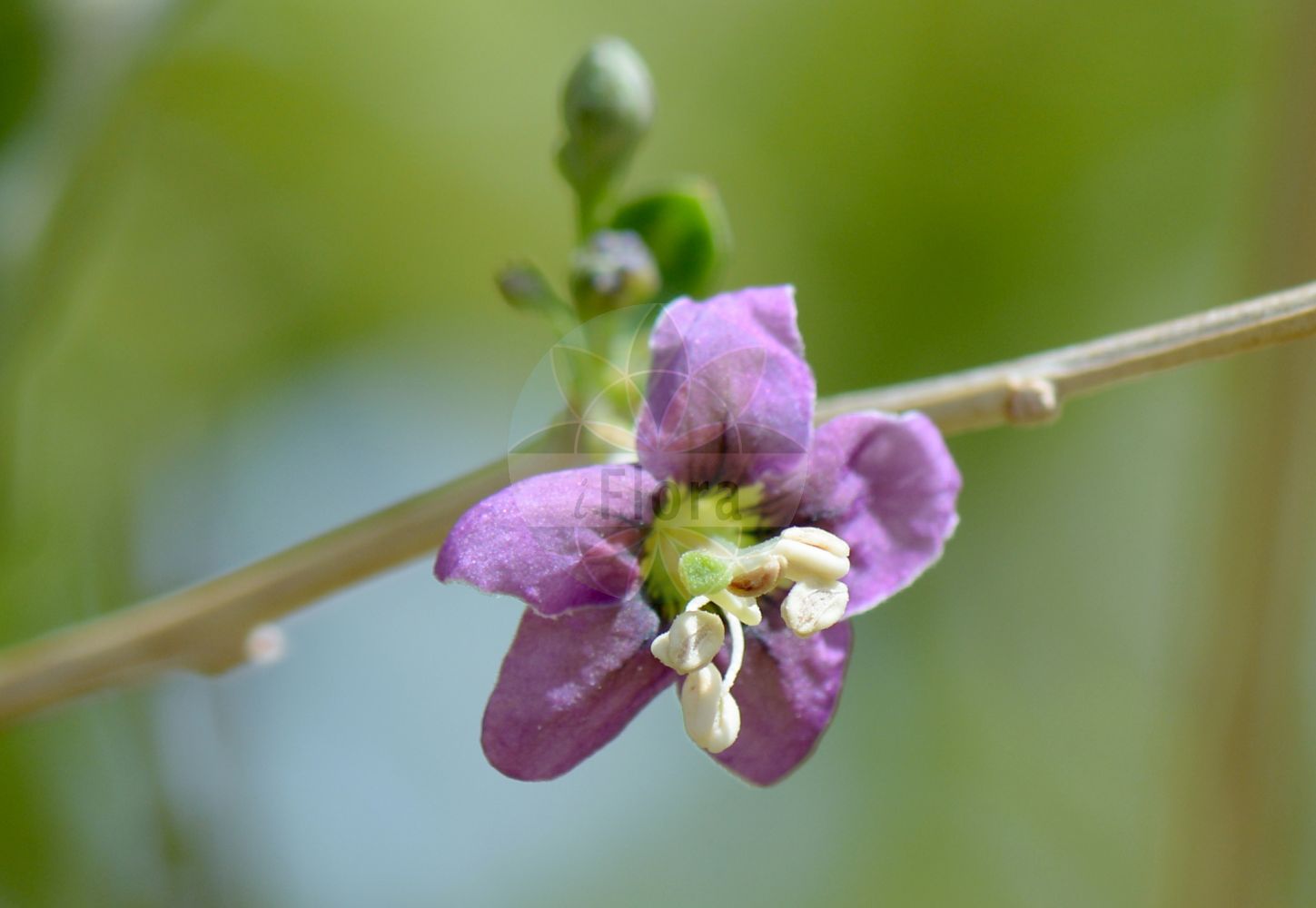 Lycium barbarum - Solanaceae,Plantae,Pteridobiotina,Angiosperms,Solanales,Solanaceae,Solanoideae,Lycieae,Lycium,Lycium barbarum,Boberella halimifolia, Jasminoides flaccidum, Lycium barbarum, Lycium barbarum var. auranticarpum, Lycium barbarum var. barbarum, Lycium chinense var. turbinatum, Lycium dunalianum, Lycium europaeum f. lanceolata, Lycium halimifolium, Lycium lanceolata, Lycium lanceolatum, Lycium turbinatum, Lycium turcomanica, Lycium turcomanicum, Lycium vulgare, Lycium vulgare subf. turcomanica, Lycium vulgare subsp. barbarum, Lycium vulgare subsp. normale, Teremis elliptica, Teremis turbinata,Gewöhnlicher Bocksdorn;Teufelszwirn;Bocksdorn;duke of argyll's teaplant;box thorn;goji berry;matrimony vine;wolfberry;Lyciet commun;lyciet à feuilles d'halimus;jasminoïde;baie de goji;lyciet commum;lyciet de Barbarie;coralillo;cambronera;cambros;espino cambrón;Spina santa di Barberia;licio d'Europa;agutoli;boksdoorn;дереза берберов;дереза обыкновенная;atlangaç;obični vučac;bocktörne;bukketorn;kolcowój pospolity;kolcowój szkarlatny;kukonomi;クコノミ;navadna kustovnica;közönséges ördögcérna;kustovnice cizí;cătină de garduri;goji;kustovnica cudzia;lýcium cudzie;повій звичайний;вучац;жива ограда;обични лицијум;níng xià gǒu qǐ;宁夏枸杞