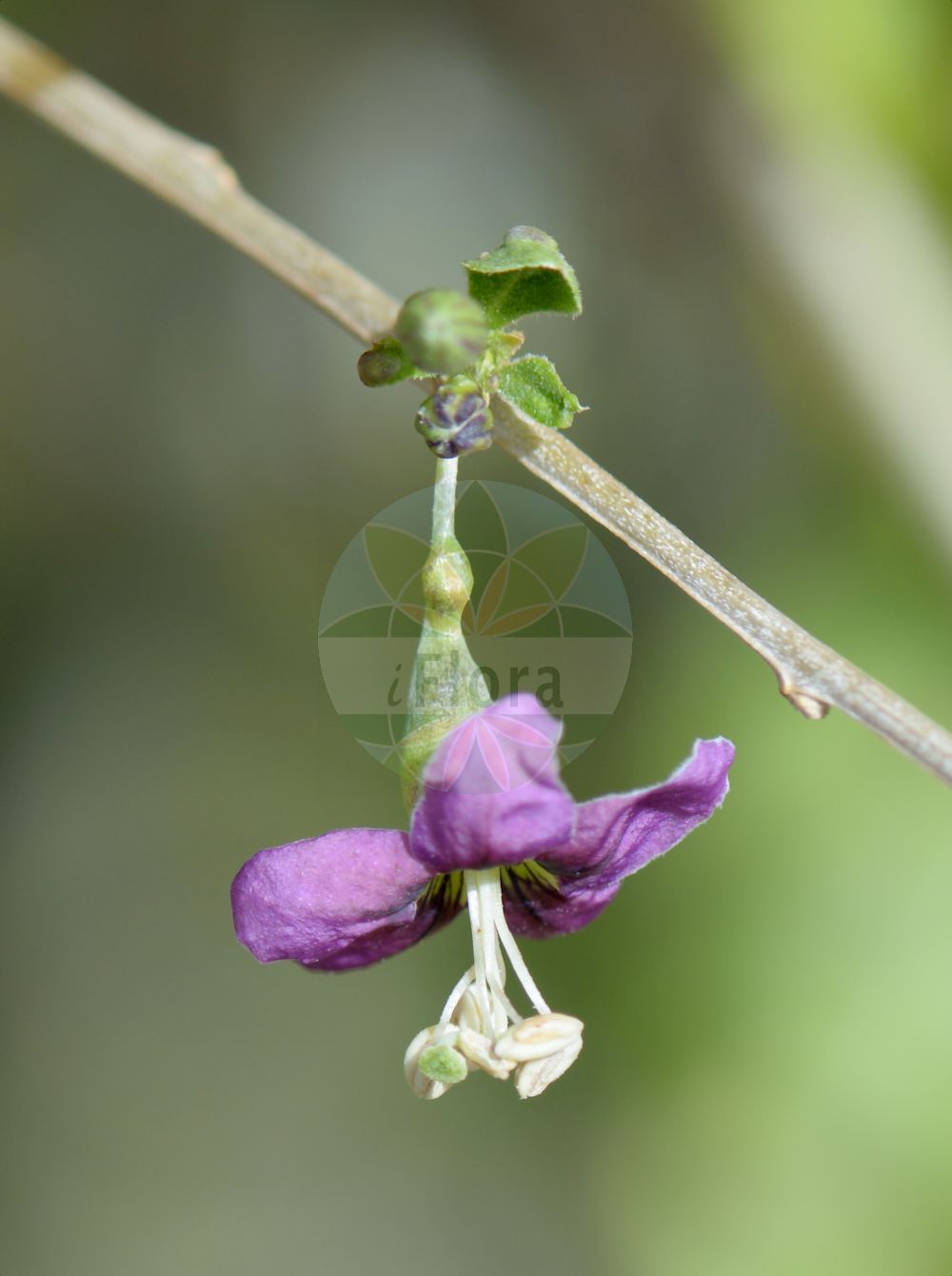 Lycium barbarum - Solanaceae,Plantae,Pteridobiotina,Angiosperms,Solanales,Solanaceae,Solanoideae,Lycieae,Lycium,Lycium barbarum,Boberella halimifolia, Jasminoides flaccidum, Lycium barbarum, Lycium barbarum var. auranticarpum, Lycium barbarum var. barbarum, Lycium chinense var. turbinatum, Lycium dunalianum, Lycium europaeum f. lanceolata, Lycium halimifolium, Lycium lanceolata, Lycium lanceolatum, Lycium turbinatum, Lycium turcomanica, Lycium turcomanicum, Lycium vulgare, Lycium vulgare subf. turcomanica, Lycium vulgare subsp. barbarum, Lycium vulgare subsp. normale, Teremis elliptica, Teremis turbinata,Gewöhnlicher Bocksdorn;Teufelszwirn;Bocksdorn;duke of argyll's teaplant;box thorn;goji berry;matrimony vine;wolfberry;Lyciet commun;lyciet à feuilles d'halimus;jasminoïde;baie de goji;lyciet commum;lyciet de Barbarie;coralillo;cambronera;cambros;espino cambrón;Spina santa di Barberia;licio d'Europa;agutoli;boksdoorn;дереза берберов;дереза обыкновенная;atlangaç;obični vučac;bocktörne;bukketorn;kolcowój pospolity;kolcowój szkarlatny;kukonomi;クコノミ;navadna kustovnica;közönséges ördögcérna;kustovnice cizí;cătină de garduri;goji;kustovnica cudzia;lýcium cudzie;повій звичайний;вучац;жива ограда;обични лицијум;níng xià gǒu qǐ;宁夏枸杞