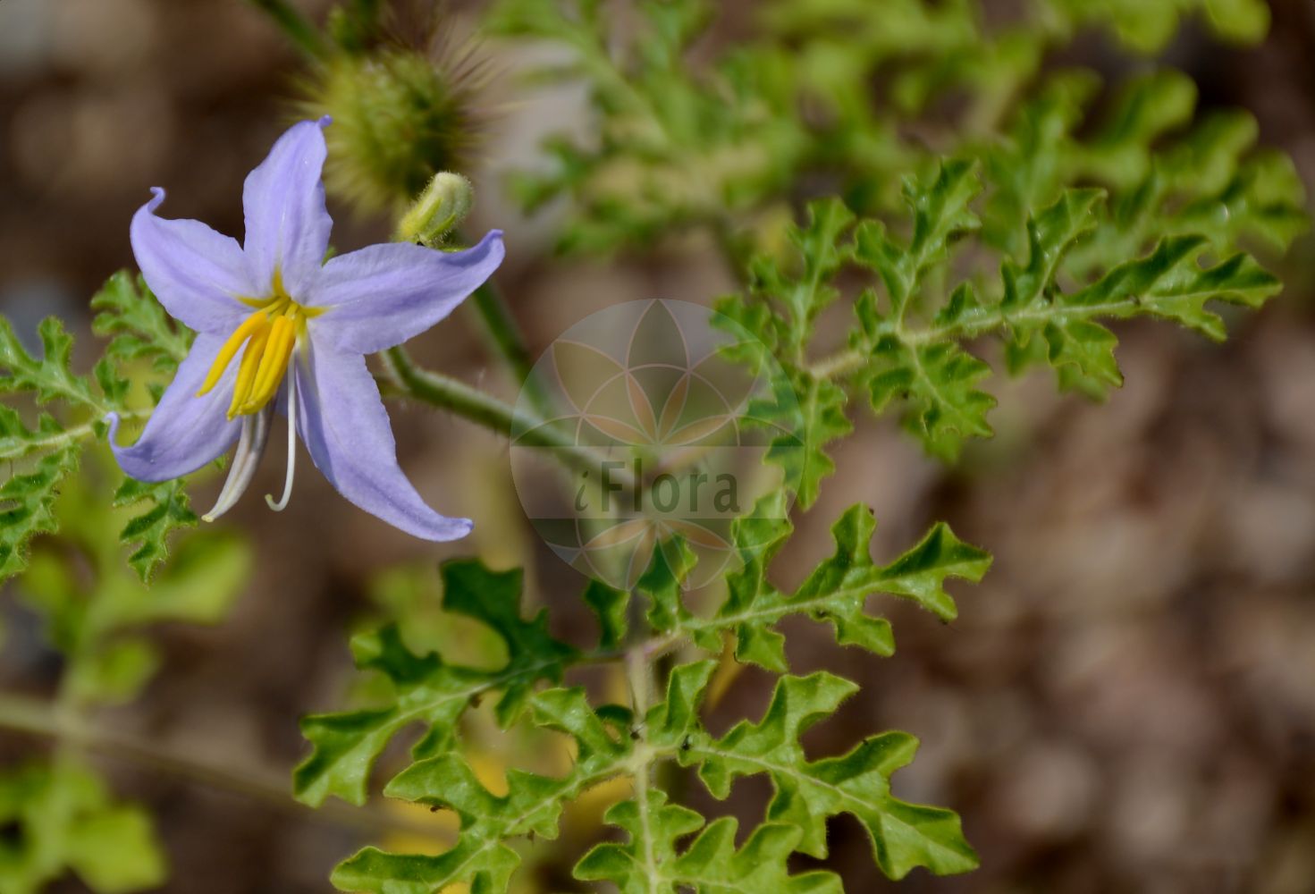 Solanum citrullifolium - Solanaceae,Plantae,Pteridobiotina,Angiosperms,Solanales,Solanaceae,Solanoideae,Solaneae,Solanum,Solanum citrullifolium,Androcera citrullifolia, Nycterium citrullifolium, Nycterium violaceum,Melonenblatt-Nachtschatten;Wassermelonenblättriger Nachtschatten