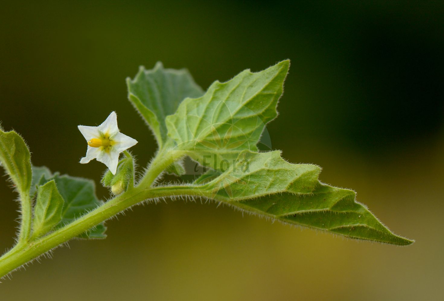Solanum physalifolium - Solanaceae,Plantae,Pteridobiotina,Angiosperms,Solanales,Solanaceae,Solanoideae,Solaneae,Solanum,Solanum physalifolium,Solanum nitidibaccatum var. robusticalyx, Solanum physalifolium var. physalifolium,Argentinischer Nachtschatten;Glanzfrüchtiger Nachtschatten;Glanzbeeriger Nachtschatten;green nightshade;hairy nightshade;hoe nightshade;Morelle à feuilles de coqueret;morelle verte;morelle à baies brillantes;morelle à feuilles en forme de coqueret;Morella con foglie da Physalis;morella bacche lucide;glansbesnachtschade;паслён блестящеягодный;паслён патагонский;паслён физалисолистный;bägarnattskatta;lilek leskloplodý