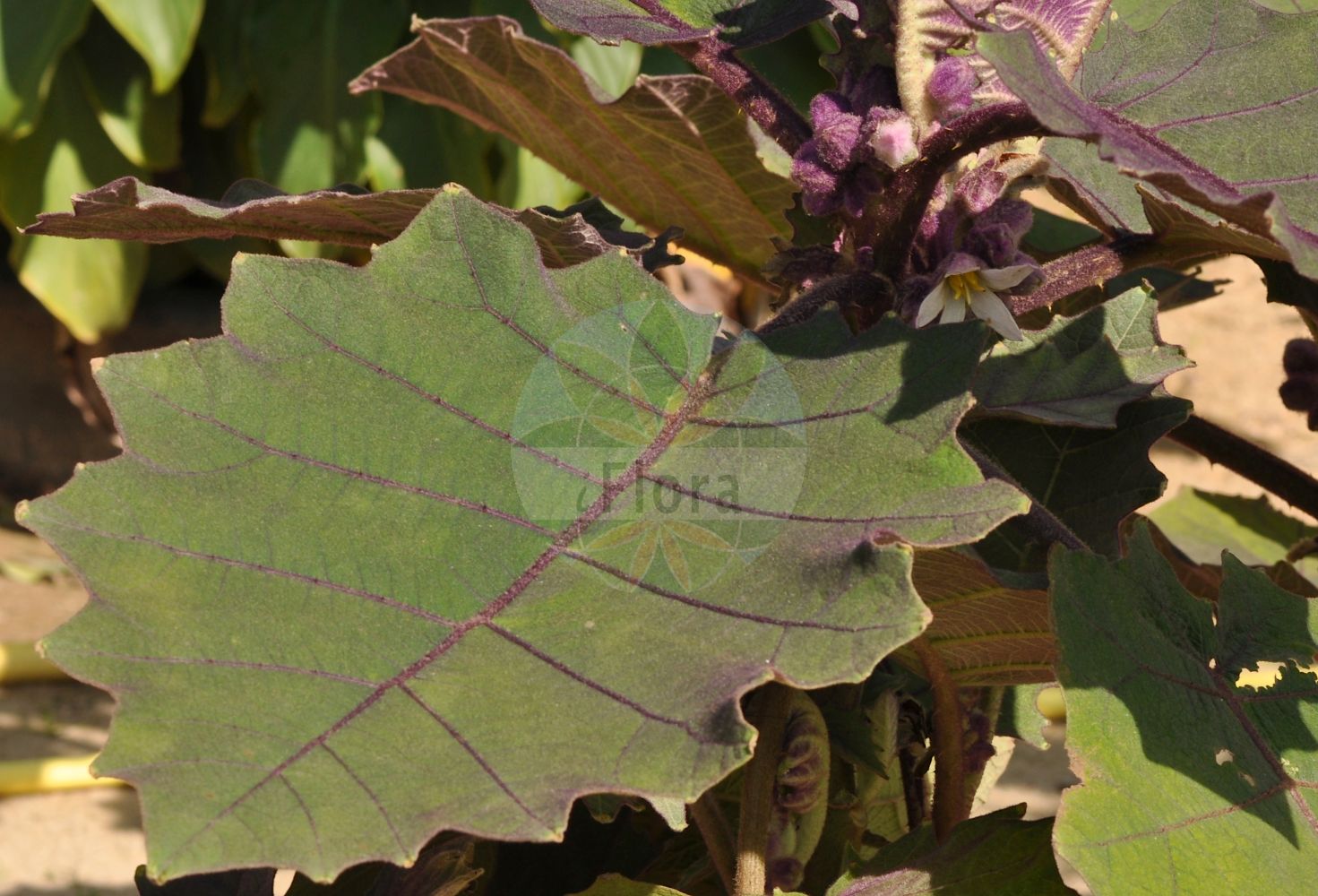 Solanum quitoense - Solanaceae,Plantae,Pteridobiotina,Angiosperms,Solanales,Solanaceae,Solanoideae,Solaneae,Solanum,Solanum quitoense,Solanum angulatum, Solanum macrocarpon, Solanum macrocarpon, Solanum nollanum, Solanum quitense, Solanum quitoense f. quitoense, Solanum quitoense f. septentrionale, Solanum quitoense var. quitoense, Solanum quitoense var. septentrionale, Solanum septentrionale