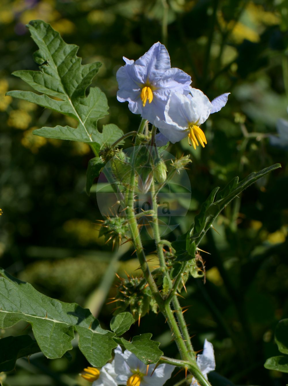 Solanum sisymbriifolium - Solanaceae,Plantae,Pteridobiotina,Angiosperms,Solanales,Solanaceae,Solanoideae,Solaneae,Solanum,Solanum sisymbriifolium,Solanum albiflorum, Solanum balbisii, Solanum balbisii var. bipinnata, Solanum balbisii var. oligospermum, Solanum balbisii var. purpureum, Solanum bipinnatifidum, Solanum branciifolium, Solanum decurrens, Solanum edule, Solanum formosum, Solanum inflatum, Solanum lilacinum, Solanum mauritianum, Solanum opuliflorum, Solanum opuliflorum, Solanum pilosum, Solanum purpureiflorum, Solanum rogersii, Solanum sabeanum, Solanum sisymbriifolium, Solanum sisymbriifolium f. albiflorum, Solanum sisymbriifolium f. lilacinum, Solanum sisymbriifolium f. sisymbriifolium, Solanum sisymbriifolium var. bipinnatipartitum, Solanum sisymbriifolium var. brevilobum, Solanum sisymbriifolium var. gracile, Solanum sisymbriifolium var. heracleifolium, Solanum sisymbriifolium var. macrocarpum, Solanum sisymbriifolium var. oligospermum, Solanum sisymbriifolium var. purpureiflorum, Solanum sisymbriifolium var. sisymbriifolium, Solanum sisymbriifolium var. sisymbriifolium, Solanum subviscidum, Solanum thouinii, Solanum viscidum, Solanum viscosum, Solanum xanthacanthum,Raukenblättriger Nachtschatten;Litchipflaume;espina colorada;manacadera;revienta caballo;tabasculo;poleij-mynta;raketbladige nachtschade;baba;joa-bravo;joa-de-capote;паслён гулявниковолистный;baldırcan;pomoćnica;blek taggborre;psianka stuliszolistna;harinasubi;ハリナスビ;licsi paradicsom;lilek hulevníkolistý;паслін сухоребриколистий