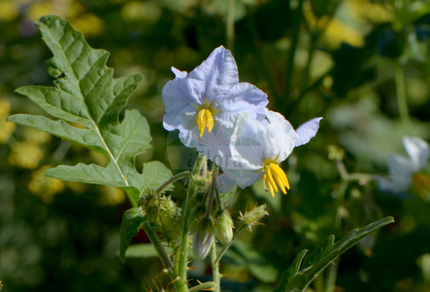 Solanum sisymbriifolium - Solanaceae,Plantae,Pteridobiotina,Angiosperms,Solanales,Solanaceae,Solanoideae,Solaneae,Solanum,Solanum sisymbriifolium,Solanum albiflorum, Solanum balbisii, Solanum balbisii var. bipinnata, Solanum balbisii var. oligospermum, Solanum balbisii var. purpureum, Solanum bipinnatifidum, Solanum branciifolium, Solanum decurrens, Solanum edule, Solanum formosum, Solanum inflatum, Solanum lilacinum, Solanum mauritianum, Solanum opuliflorum, Solanum opuliflorum, Solanum pilosum, Solanum purpureiflorum, Solanum rogersii, Solanum sabeanum, Solanum sisymbriifolium, Solanum sisymbriifolium f. albiflorum, Solanum sisymbriifolium f. lilacinum, Solanum sisymbriifolium f. sisymbriifolium, Solanum sisymbriifolium var. bipinnatipartitum, Solanum sisymbriifolium var. brevilobum, Solanum sisymbriifolium var. gracile, Solanum sisymbriifolium var. heracleifolium, Solanum sisymbriifolium var. macrocarpum, Solanum sisymbriifolium var. oligospermum, Solanum sisymbriifolium var. purpureiflorum, Solanum sisymbriifolium var. sisymbriifolium, Solanum sisymbriifolium var. sisymbriifolium, Solanum subviscidum, Solanum thouinii, Solanum viscidum, Solanum viscosum, Solanum xanthacanthum,Raukenblättriger Nachtschatten;Litchipflaume;espina colorada;manacadera;revienta caballo;tabasculo;poleij-mynta;raketbladige nachtschade;baba;joa-bravo;joa-de-capote;паслён гулявниковолистный;baldırcan;pomoćnica;blek taggborre;psianka stuliszolistna;harinasubi;ハリナスビ;licsi paradicsom;lilek hulevníkolistý;паслін сухоребриколистий
