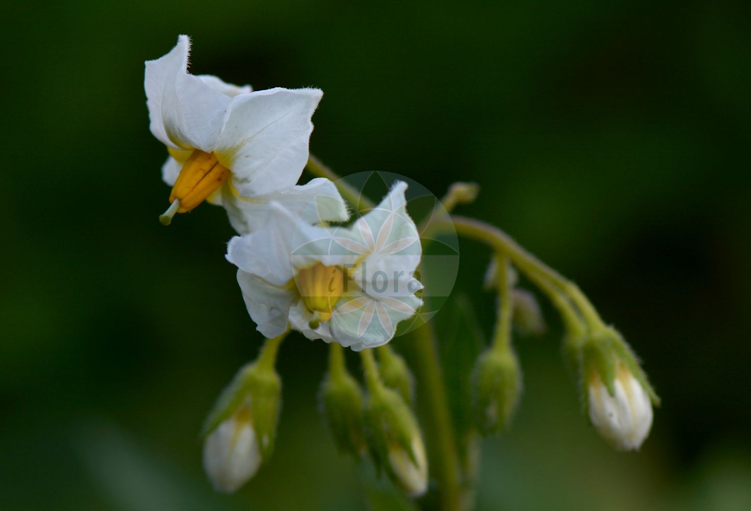 Solanum tuberosum - Solanaceae,Plantae,Pteridobiotina,Angiosperms,Solanales,Solanaceae,Solanoideae,Solaneae,Solanum,Solanum tuberosum,Battata tuberosa, Larnax sylvarum subsp. novogranatensis, Lycopersicon tuberosum, Parmentiera edulis, Parmentiera edulis, Solanum acutifoliolum, Solanum acutifolium, Solanum adpressipilosum, Solanum alcayimilla, Solanum alkkaphinu, Solanum alkkapitiquina, Solanum ancacc-maquin, Solanum ancacpomacanchicum, Solanum andigenum, Solanum andigenum, Solanum andigenum f. acomayoanum, Solanum andigenum f. alccai-huarmi, Solanum andigenum f. ancacc-maquin, Solanum andigenum f. ancacpomacanchicum, Solanum andigenum f. andigena, Solanum andigenum f. andigenum, Solanum andigenum f. arcuatum, Solanum andigenum f. atroviolaceum, Solanum andigenum f. basiscopum, Solanum andigenum f. bifidum, Solanum andigenum f. blanca, Solanum andigenum f. caesium, Solanum andigenum f. caiceda, Solanum andigenum f. ccompetillo, Solanum andigenum f. ccompis, Solanum andigenum f. cevallosii, Solanum andigenum f. chalcoense, Solanum andigenum f. chiar-imilla, Solanum andigenum f. chimaco, Solanum andigenum f. ckehuillo, Solanum andigenum f. coeruleum, Solanum andigenum f. conicicolumnatum, Solanum andigenum f. coyo, Solanum andigenum f. cryptostylum, Solanum andigenum f. dilatatum, Solanum andigenum f. discolor, Solanum andigenum f. elongatipedicellatum, Solanum andigenum f. globosum, Solanum andigenum f. grandiacuminatum, Solanum andigenum f. guatemalense, Solanum andigenum f. huacalaira, Solanum andigenum f. huallata, Solanum andigenum f. huaman-uma, Solanum andigenum f. huarasicum, Solanum andigenum f. huarisalla, Solanum andigenum f. imilla, Solanum andigenum f. incrassatum, Solanum andigenum f. lanciacuminatum, Solanum andigenum f. langueja, Solanum andigenum f. lapazense, Solanum andigenum f. lecke-umo, Solanum andigenum f. leona-negra, Solanum andigenum f. lilacinoflorum, Solanum andigenum f. lisarassa, Solanum andigenum f. llutuc-runtum, Solanum andigenum f. longituberatum, Solanum andigenum f. magnicorollatum, Solanum andigenum f. maralena, Solanum andigenum f. microstigma, Solanum andigenum f. mixtum, Solanum andigenum f. nahui, Solanum andigenum f. nigriarticulatum, Solanum andigenum f. nigrum, Solanum andigenum f. nodosum, Solanum andigenum f. ovatibaccatum, Solanum andigenum f. pacus, Solanum andigenum f. pallidum, Solanum andigenum f. pigmentatulum, Solanum andigenum f. pomacanchicum, Solanum andigenum f. ppacc-nacha, Solanum andigenum f. ppaqui, Solanum andigenum f. ppisace, Solanum andigenum f. puca-nahui, Solanum andigenum f. puca-papa, Solanum andigenum f. quilcanense, Solanum andigenum f. rayancanchense, Solanum andigenum f. rica-liccla, Solanum andigenum f. rosada, Solanum andigenum f. rubricvaneum, Solanum andigenum f. sunchchu, Solanum andigenum f. taccla, Solanum andigenum f. tenue, Solanum andigenum f. tiahuanacense, Solanum andigenum f. tocanum, Solanum andigenum f. toldoense, Solanum andigenum f. tolucanum, Solanum andigenum f. uncuna, Solanum andigenum f. viride, Solanum andigenum f. viridiculum, Solanum andigenum f. viridulum, Solanum andigenum f. yuncay-pampa, Solanum andigenum f. yurac, Solanum andigenum f. yurac-suittu, Solanum andigenum subsp. andigena, Solanum andigenum subsp. andigenum, Solanum andigenum subsp. argentinicum, Solanum andigenum subsp. argentinicum, Solanum andigenum subsp. australiperuvianum, Solanum andigenum subsp. australiperuvianum, Solanum andigenum subsp. ayapapa, Solanum andigenum subsp. bolivianum, Solanum andigenum subsp. bolivianum, Solanum andigenum subsp. centraliperuvianum, Solanum andigenum subsp. centraliperuvianum, Solanum andigenum subsp. colombianum, Solanum andigenum subsp. ecuatorianum, Solanum andigenum subsp. ecuatorianum, Solanum andigenum subsp. mediamericanum, Solanum andigenum subsp. ribbachii, Solanum andigenum subsp. runa, Solanum andigenum subsp. tarmense, Solanum andigenum subsp. tarmense, Solanum andigenum var. acomayense, Solanum andigenum var. acuminatulum, Solanum andigenum var. acutifoliatum, Solanum andigenum var. acutifoliolatum, Solanum andigenum var. acutifoliolum, Solanum andigenum var. acutifolium, Solanum andigenum var. adpresse, Solanum andigenum var. adpressipilosum, Solanum andigenum var. albocaesicum, Solanum andigenum var. alca-pimuco, Solanum andigenum var. alccai-huarmi, Solanum andigenum var. ancacc-maquin, Solanum andigenum var. ancaschicum, Solanum andigenum var. ancashicum, Solanum andigenum var. andigena, Solanum andigenum var. andigenum, Solanum andigenum var. atrocoerulescens, Solanum andigenum var. aymaranum, Solanum andigenum var. bifidum, Solanum andigenum var. bilabiaticalycinum, Solanum andigenum var. bogotense, Solanum andigenum var. bolivianum, Solanum andigenum var. brachistylum, Solanum andigenum var. brachistylum, Solanum andigenum var. brevicalyces, Solanum andigenum var. brevicalyx, Solanum andigenum var. brevipetalum, Solanum andigenum var. brevipetiolatum, Solanum andigenum var. brevipilosum, Solanum andigenum var. bruchneri, Solanum andigenum var. caesium, Solanum andigenum var. caiceda, Solanum andigenum var. calvachi, Solanum andigenum var. caranum, Solanum andigenum var. carguamayense, Solanum andigenum var. carhua, Solanum andigenum var. catathrisimile, Solanum andigenum var. ccoec-ccompadre, Solanum andigenum var. ccompetillo, Solanum andigenum var. ccorauense, Solanum andigenum var. ccusi, Solanum andigenum var. cerrodepascense, Solanum andigenum var. chacarero, Solanum andigenum var. chalcoense, Solanum andigenum var. chata-blanca, Solanum andigenum var. chauchuca, Solanum andigenum var. chiar-imilla, Solanum andigenum var. chimaco, Solanum andigenum var. chimborasicum, Solanum andigenum var. chinchaoense, Solanum andigenum var. chipaquense, Solanum andigenum var. ckecco, Solanum andigenum var. ckellohuaccoto, Solanum andigenum var. colombianum, Solanum andigenum var. conicicolumnatum, Solanum andigenum var. cryptostylum, Solanum andigenum var. cunca, Solanum andigenum var. curao, Solanum andigenum var. curte, Solanum andigenum var. curtibaccatisimile, Solanum andigenum var. curtibaccatum, Solanum andigenum var. curtipedicellatum, Solanum andigenum var. curtipilosum, Solanum andigenum var. cuzcoense, Solanum andigenum var. densistrictipilosum, Solanum andigenum var. digitotuberosum, Solanum andigenum var. dilatatum, Solanum andigenum var. dissecticorollatum, Solanum andigenum var. ecuatoriale, Solanum andigenum var. elongatibaccatum, Solanum andigenum var. elongipedicellatum, Solanum andigenum var. facatativense, Solanum andigenum var. fertilissimum, Solanum andigenum var. flavifilamentosum, Solanum andigenum var. funzanum, Solanum andigenum var. globosum, Solanum andigenum var. grande, Solanum andigenum var. grandifolium, Solanum andigenum var. grauense, Solanum andigenum var. guatemalense, Solanum andigenum var. guatemalense, Solanum andigenum var. hederiforme, Solanum andigenum var. hederiforme, Solanum andigenum var. herrerae, Solanum andigenum var. huairuru, Solanum andigenum var. hualtca, Solanum andigenum var. hualtca-canaren, Solanum andigenum var. hualtca-lomo, Solanum andigenum var. huancayense, Solanum andigenum var. huarasicum, Solanum andigenum var. huilca, Solanum andigenum var. ibaguense, Solanum andigenum var. imilla, Solanum andigenum var. incrassatum, Solanum andigenum var. iodes, Solanum andigenum var. jaujense, Solanum andigenum var. jenesanoense, Solanum andigenum var. juninum, Solanum andigenum var. lapazense, Solanum andigenum var. latacunca, Solanum andigenum var. latiacuminatum, Solanum andigenum var. latifilamentosum, Solanum andigenum var. latipetalum, Solanum andigenum var. latissimiacuminatum, Solanum andigenum var. latius, Solanum andigenum var. leona, Solanum andigenum var. lilacinoflorum, Solanum andigenum var. lisarasa, Solanum andigenum var. llutac-rutun, Solanum andigenum var. longiacuminatum, Solanum andigenum var. longibaccatum, Solanum andigenum var. longifolium, Solanum andigenum var. longirhachidum, Solanum andigenum var. luta, Solanum andigenum var. macron, Solanum andigenum var. magnicalyx, Solanum andigenum var. magnicorollatum, Solanum andigenum var. medellinense, Solanum andigenum var. mejoradense, Solanum andigenum var. mexicanum, Solanum andigenum var. microstigmatum, Solanum andigenum var. mocco-sencca, Solanum andigenum var. monda, Solanum andigenum var. muru-checona, Solanum andigenum var. nigrum, Solanum andigenum var. nodosum, Solanum andigenum var. nudiculum, Solanum andigenum var. obtusiacuminatum, Solanum andigenum var. ortotrichon, Solanum andigenum var. overa, Solanum andigenum var. parvistigmatum, Solanum andigenum var. pascense, Solanum andigenum var. pata-pata, Solanum andigenum var. paucartambense, Solanum andigenum var. pichinchense, Solanum andigenum var. pilosicorollatum, Solanum andigenum var. pinha, Solanum andigenum var. pinha-cerro, Solanum andigenum var. pipinilla, Solanum andigenum var. plathyantherum, Solanum andigenum var. platyantherum, Solanum andigenum var. pomacanchicum, Solanum andigenum var. popayanum, Solanum andigenum var. poroense, Solanum andigenum var. ppaca-naha, Solanum andigenum var. ppaqui, Solanum andigenum var. ppaspa-sunchchu, Solanum andigenum var. pseudoherrerae, Solanum andigenum var. puca-almilla, Solanum andigenum var. puca-lomo, Solanum andigenum var. puca-mata, Solanum andigenum var. puca-mata, Solanum andigenum var. quechuanum, Solanum andigenum var. quitoense, Solanum andigenum var. recurvatulum, Solanum andigenum var. riobambense, Solanum andigenum var. rosada, Solanum andigenum var. siachoquense, Solanum andigenum var. sihuanum, Solanum andigenum var. soccohuaccoto, Solanum andigenum var. soganum, Solanum andigenum var. stenon, Solanum andigenum var. stenophyllum, Solanum andigenum var. sunchchu, Solanum andigenum var. tenue, Solanum andigenum var. tenuifilamentosum, Solanum andigenum var. tiahuanacense, Solanum andigenum var. titicacense, Solanum andigenum var. titlicaense, Solanum andigenum var. tocanum, Solanum andigenum var. tolimense, Solanum andigenum var. tolucanum, Solanum andigenum var. tolucanum, Solanum andigenum var. tuquerena, Solanum andigenum var. uncuna, Solanum andigenum var. usmense, Solanum andigenum var. vallejosii, Solanum andigenum var. vallejosii, Solanum andigenum var. viridicyaneum, Solanum andigenum var. yana, Solanum andigenum var. yana-mata, Solanum andigenum var. yayi, Solanum andigenum var. zamba, Solanum andigenum var. zhukovskii, Solanum apurimacense, Solanum araucanense, Solanum arcuatum, Solanum ascasabii, Solanum azureockati, Solanum bicolor, Solanum bilabiaticalycinum, Solanum boyacense, Solanum brachistylum, Solanum brachistylum, Solanum brevicalyces, Solanum brevipetalum, Solanum brevipilosum, Solanum bruchneri, Solanum caesium, Solanum caiceda, Solanum canasense, Solanum canastilla, Solanum caniarense, Solanum cardenasii, Solanum cataripapa, Solanum cayeuxi, Solanum cayeuxi, Solanum ccami, Solanum ccompis, Solanum cevallosii, Solanum chalcoense, Solanum chariense, Solanum chaucha, Solanum chaucha, Solanum chaucha f. chaucha, Solanum chaucha f. purpureum, Solanum chaucha f. roseum, Solanum chaucha var. ccoesullu, Solanum chaucha var. chaucha, Solanum chaucha var. ckati, Solanum chaucha var. khoyllu, Solanum chaucha var. pucasuitu, Solanum chaucha var. surimana, Solanum chiarckati, Solanum chiarphinu, Solanum chilcas, Solanum chiloanum, Solanum chiloense, Solanum chilotanum, Solanum chilotanum f. chilotanum, Solanum chilotanum f. magnicorollatum, Solanum chilotanum f. parvicorollatum, Solanum chilotanum var. angustifurcatum, Solanum chilotanum var. chilotanum, Solanum chilotanum var. talukdarii, Solanum chimaco, Solanum chincherae, Solanum chocclo, Solanum chocclo var. chocclo, Solanum chocclo var. puca, Solanum chojllu, Solanum churipuya, Solanum churuspi, Solanum ciezae, Solanum cochicallo, Solanum coeruleiflorum, Solanum coeruleum, Solanum cohuasa, Solanum coraila, Solanum corniforme, Solanum cuchipacon, Solanum cuencanum, Solanum cultum, Solanum curtibaccatisimile, Solanum curtibaccatum, Solanum densistrictipilosum, Solanum diemii, Solanum discolor, Solanum dubium, Solanum elongatibaccatum, Solanum elongatipedicellatum, Solanum esculentum, Solanum estradae, Solanum eucaliptae, Solanum flavum, Solanum fonckii, Solanum fragariinum, Solanum glaucum, Solanum goniocalyx, Solanum goniocalyx subsp. goniocalyx, Solanum goniocalyx subsp. yabari, Solanum goniocalyx var. caeruleum, Solanum goniocalyx var. goniocalyx, Solanum goniocalyx var. papa-amarilla, Solanum goniocalyx var. runtu-papa, Solanum grande, Solanum grandifoliolatum, Solanum guatemalense, Solanum herrerae, Solanum huacalayra, Solanum huallata, Solanum huallatachinchi, Solanum huamanpauman, Solanum huamanuma, Solanum huanuchi, Solanum huarasicum, Solanum humile, Solanum hygrothermicum, Solanum janckochojllu, Solanum kamara, Solanum kantillero, Solanum kehuillo, Solanum kessellbrenneri, Solanum kessellbrenneri subsp. kessellbrenneri, Solanum kessellbrenneri subsp. pastoanum, Solanum kessellbrenneri var. bogotanum, Solanum kessellbrenneri var. kessellbrenneri, Solanum kessellbrenneri var. nudulum, Solanum kessellbrenneri var. pastoense, Solanum kessellbrenneri var. tulcanum, Solanum kkarachipampa, Solanum kosonahui, Solanum lanciacuminatum, Solanum laram, Solanum latifilamentosum, Solanum leckeumo, Solanum leptostigma, Solanum lilacinoflorum, Solanum lisarassa, Solanum llutuc-runtum, Solanum longiacuminatum, Solanum longirhachidum, Solanum macron, Solanum maglia subsp. meridionale, Solanum maglia var. chubutense, Solanum maglia var. guaytecarum, Solanum maglia var. guaytecarum, Solanum magnicorollatum, Solanum mamilliferum, Solanum microstigma, Solanum microstigmatum, Solanum molinae, Solanum montticum, Solanum multibaccatum, Solanum multijugum, Solanum negrum, Solanum nodosum, Solanum nudiculum, Solanum obtusiacuminatum, Solanum oceanicum, Solanum ochoanum, Solanum oculosum, Solanum olgae, Solanum orbiculatum, Solanum orccoamajaya, Solanum ortotrichon, Solanum ovatibaccatum, Solanum pacajes, Solanum pacus, Solanum pallidum, Solanum pallidum, Solanum paraguariense, Solanum parmentieri, Solanum parvicorollatum, Solanum parvicorollatum, Solanum phinu, Solanum phitikalla, Solanum phituhuayacas, Solanum phureja, Solanum phureja f. chocclo, Solanum phureja f. orbiculatum, Solanum phureja f. phureja, Solanum phureja f. sayhuanimayo, Solanum phureja f. timusi, Solanum phureja f. viuda, Solanum phureja subsp. estradae, Solanum phureja subsp. hygrothermicum, Solanum phureja subsp. phureja, Solanum phureja var. albescens, Solanum phureja var. caeruleum, Solanum phureja var. coloratum, Solanum phureja var. flaviarticulatum, Solanum phureja var. flavum, Solanum phureja var. janckophureja, Solanum phureja var. nigriarticulatum, Solanum phureja var. phureja, Solanum phureja var. pujeri, Solanum phureja var. rubescens, Solanum phureja var. rubro-roseum, Solanum phureja var. sanguineum, Solanum phureja var. variegatum, Solanum pilosicorollatum, Solanum piticana, Solanum pitoca, Solanum ppacc-nacha, Solanum ppaqui, Solanum puca, Solanum puca-mata, Solanum puluwayku, Solanum purpureum, Solanum pyriconicum, Solanum quime, Solanum recurvatum, Solanum renggeri, Solanum riobambense, Solanum roseum, Solanum roseum, Solanum rubrum, Solanum rybinii, Solanum rybinii f. boyacense, Solanum rybinii f. caniarense, Solanum rybinii f. ciezae, Solanum rybinii f. cuencanum, Solanum rybinii f. kesselbrenneri, Solanum rybinii f. macmillanii, Solanum rybinii f. riobambense, Solanum rybinii f. rybinii, Solanum rybinii var. bogotense, Solanum rybinii var. boyacense, Solanum rybinii var. pastoense, Solanum rybinii var. popayanum, Solanum rybinii var. rybinii, Solanum sanmartiniense, Solanum sayhuanimayo, Solanum seda, Solanum sendigena, Solanum sinense, Solanum stenon, Solanum stenotomum, Solanum stenotomum f. alcay-imilla, Solanum stenotomum f. canasense, Solanum stenotomum f. canastilla, Solanum stenotomum f. catari-papa, Solanum stenotomum f. ccami, Solanum stenotomum f. chilcas, Solanum stenotomum f. chincherae, Solanum stenotomum f. chojllu, Solanum stenotomum f. cochicallo, Solanum stenotomum f. cohuasa, Solanum stenotomum f. cuchipacon, Solanum stenotomum f. eucaliptae, Solanum stenotomum f. huallata-chinchi, Solanum stenotomum f. huamanpa-uman, Solanum stenotomum f. huanuchi, Solanum stenotomum f. kamara, Solanum stenotomum f. kantillero, Solanum stenotomum f. kehuillo, Solanum stenotomum f. koso-nahui, Solanum stenotomum f. laram, Solanum stenotomum f. laram, Solanum stenotomum f. negrum, Solanum stenotomum f. orcco-amajaya, Solanum stenotomum f. pacajes, Solanum stenotomum f. pallidum, Solanum stenotomum f. phinu, Solanum stenotomum f. phitu-huayacas, Solanum stenotomum f. piticana, Solanum stenotomum f. pitoca, Solanum stenotomum f. puca, Solanum stenotomum f. pulu-wayku, Solanum stenotomum f. quime, Solanum stenotomum f. rosada, Solanum stenotomum f. roseum, Solanum stenotomum f. stenotomum, Solanum stenotomum f. tiele, Solanum stenotomum f. yana-cculi, Solanum stenotomum f. yuracc, Solanum stenotomum subsp. goniocalyx, Solanum stenotomum subsp. stenotomum, Solanum stenotomum var. arichuwa, Solanum stenotomum var. ccami, Solanum stenotomum var. chapina, Solanum stenotomum var. chojllu, Solanum stenotomum var. cyaneum, Solanum stenotomum var. huicu, Solanum stenotomum var. keccrana, Solanum stenotomum var. kkamara, Solanum stenotomum var. luru, Solanum stenotomum var. megalocalyx, Solanum stenotomum var. moyaco, Solanum stenotomum var. peruanum, Solanum stenotomum var. phinhu, Solanum stenotomum var. pitiquilla, Solanum stenotomum var. pitiquina, Solanum stenotomum var. poccoya, Solanum stenotomum var. ppitiquina, Solanum stenotomum var. pucalunca, Solanum stenotomum var. putis, Solanum stenotomum var. stenotomum, Solanum stenotomum var. zapallo, Solanum sursipetiolatum, Solanum tarmense, Solanum tascalense, Solanum tenue, Solanum tenuifilamentosum, Solanum tenuifilamentum, Solanum timusi, Solanum titicacense, Solanum tocanum, Solanum tolucanum, Solanum ttele, Solanum tuberosum f. acuminatum, Solanum tuberosum f. alicaulatum, Solanum tuberosum f. alkkaimilla, Solanum tuberosum f. alkkasilla, Solanum tuberosum f. amajaya, Solanum tuberosum f. americana-blanca, Solanum tuberosum f. americana-pigmentatum, Solanum tuberosum f. araucanum, Solanum tuberosum f. auriculatum, Solanum tuberosum f. azulruna, Solanum tuberosum f. barmacata, Solanum tuberosum f. bilobistigmatum, Solanum tuberosum f. brachykalukon, Solanum tuberosum f. brachystylum, Solanum tuberosum f. brevipapillosum, Solanum tuberosum f. caballera, Solanum tuberosum f. cabra, Solanum tuberosum f. camota, Solanum tuberosum f. cebolla, Solanum tuberosum f. chaped, Solanum tuberosum f. chiarlelekkoya, Solanum tuberosum f. chiarpala, Solanum tuberosum f. chojosajama, Solanum tuberosum f. conicum, Solanum tuberosum f. contortum, Solanum tuberosum f. coriala, Solanum tuberosum f. corniforme, Solanum tuberosum f. costa, Solanum tuberosum f. crassifilamentum, Solanum tuberosum f. crassipedicellatum, Solanum tuberosum f. dolichostylum, Solanum tuberosum f. elongatipetiolatum, Solanum tuberosum f. elongatum, Solanum tuberosum f. elvira, Solanum tuberosum f. enode, Solanum tuberosum f. gigans, Solanum tuberosum f. huacazapato, Solanum tuberosum f. huichinkka, Solanum tuberosum f. huinco, Solanum tuberosum f. indianum, Solanum tuberosum f. infectum, Solanum tuberosum f. islaimilla, Solanum tuberosum f. jancckokkoyllu, Solanum tuberosum f. janckochockella, Solanum tuberosum f. janckopala, Solanum tuberosum f. kunurana, Solanum tuberosum f. laramlelekkoya, Solanum tuberosum f. latum, Solanum tuberosum f. mago, Solanum tuberosum f. mahuinhue, Solanum tuberosum f. maude, Solanum tuberosum f. milagro, Solanum tuberosum f. montanara, Solanum tuberosum f. montticum, Solanum tuberosum f. murta, Solanum tuberosum f. nalca, Solanum tuberosum f. obliquum, Solanum tuberosum f. oculosum, Solanum tuberosum f. opaciviride, Solanum tuberosum f. ovatum, Solanum tuberosum f. overita, Solanum tuberosum f. pachaconha, Solanum tuberosum f. parvifoliolatum, Solanum tuberosum f. paucijugum, Solanum tuberosum f. pichunha, Solanum tuberosum f. pillicuma, Solanum tuberosum f. pulo, Solanum tuberosum f. roseum, Solanum tuberosum f. saniimilla, Solanum tuberosum f. sebastianum, Solanum tuberosum f. sebastianum, Solanum tuberosum f. septijugum, Solanum tuberosum f. surico, Solanum tuberosum f. tenuipedicellatum, Solanum tuberosum f. thalassinum, Solanum tuberosum f. tinguipapa, Solanum tuberosum f. violaceum, Solanum tuberosum f. viride, Solanum tuberosum f. wilahuaycku, Solanum tuberosum f. wilaimilla, Solanum tuberosum f. wilakoyu, Solanum tuberosum f. wilamonda, Solanum tuberosum f. wilapala, Solanum tuberosum f. yuractaraco, Solanum tuberosum f. yutuense, Solanum tuberosum subsp. andigena, Solanum tuberosum subsp. andigenum, Solanum tuberosum subsp. chiloense, Solanum tuberosum subsp. chilotanum, Solanum tuberosum subsp. tuberosum, Solanum tuberosum var. aethiopicum, Solanum tuberosum var. aflorum, Solanum tuberosum var. alatum, Solanum tuberosum var. alaudinum, Solanum tuberosum var. albiflorum, Solanum tuberosum var. album, Solanum tuberosum var. anglicum, Solanum tuberosum var. araucanense, Solanum tuberosum var. bastoneza, Solanum tuberosum var. batatinum, Solanum tuberosum var. bertuchii, Solanum tuberosum var. borsdorfianum, Solanum tuberosum var. brachyceras, Solanum tuberosum var. brachykalukon, Solanum tuberosum var. brachystylum, Solanum tuberosum var. brachystylum, Solanum tuberosum var. brevipilosum, Solanum tuberosum var. bufoninum, Solanum tuberosum var. caesium, Solanum tuberosum var. californicum, Solanum tuberosum var. cepinum, Solanum tuberosum var. chiloanum, Solanum tuberosum var. chiloense, Solanum tuberosum var. chilotanum, Solanum tuberosum var. chubutense, Solanum tuberosum var. coloratum, Solanum tuberosum var. conocarpum, Solanum tuberosum var. coraila, Solanum tuberosum var. cordiforme, Solanum tuberosum var. corsicanum, Solanum tuberosum var. crassipedicellatum, Solanum tuberosum var. cucumerinum, Solanum tuberosum var. cultum, Solanum tuberosum var. deficiens, Solanum tuberosum var. diemii, Solanum tuberosum var. drakeanum, Solanum tuberosum var. elegans, Solanum tuberosum var. elongatum, Solanum tuberosum var. elongatum, Solanum tuberosum var. erythroceras, Solanum tuberosum var. europaeum, Solanum tuberosum var. flavescens, Solanum tuberosum var. fragariinum, Solanum tuberosum var. fragariinum, Solanum tuberosum var. glaucum, Solanum tuberosum var. grandifoliolatum, Solanum tuberosum var. guaytecarum, Solanum tuberosum var. hassicum, Solanum tuberosum var. helenanum, Solanum tuberosum var. hispanicum, Solanum tuberosum var. holsaticum, Solanum tuberosum var. humile, Solanum tuberosum var. ibbelianum, Solanum tuberosum var. infectum, Solanum tuberosum var. julianum, Solanum tuberosum var. kaunitzii, Solanum tuberosum var. laurentianum, Solanum tuberosum var. lelekkoya, Solanum tuberosum var. lelekkoya, Solanum tuberosum var. leonhardianum, Solanum tuberosum var. luteocarnosum, Solanum tuberosum var. lutescens, Solanum tuberosum var. malcachu, Solanum tuberosum var. malcachu, Solanum tuberosum var. marmoratum, Solanum tuberosum var. melanoceras, Solanum tuberosum var. menapianum, Solanum tuberosum var. merceri, Solanum tuberosum var. montticum, Solanum tuberosum var. multibaccatum, Solanum tuberosum var. multibaccatum, Solanum tuberosum var. murukewillu, Solanum tuberosum var. murukewillu, Solanum tuberosum var. nobile, Solanum tuberosum var. norfolcicum, Solanum tuberosum var. nucinum, Solanum tuberosum var. olgae, Solanum tuberosum var. palatinatum, Solanum tuberosum var. pecorum, Solanum tuberosum var. pehuenchense, Solanum tuberosum var. peruvianum, Solanum tuberosum var. pichunha, Solanum tuberosum var. platyceras, Solanum tuberosum var. polemoniifolium, Solanum tuberosum var. praecox, Solanum tuberosum var. praedicandum, Solanum tuberosum var. putscheanum, Solanum tuberosum var. pyriconicum, Solanum tuberosum var. recurvatum, Solanum tuberosum var. recurvatum, Solanum tuberosum var. reniforme, Solanum tuberosum var. rockii, Solanum tuberosum var. rossicum, Solanum tuberosum var. rubrisuturatum, Solanum tuberosum var. rubrum, Solanum tuberosum var. rugiorum, Solanum tuberosum var. runa, Solanum tuberosum var. saccharatum, Solanum tuberosum var. salamandrinum, Solanum tuberosum var. sanmartinense, Solanum tuberosum var. schnittspahnii, Solanum tuberosum var. seda, Solanum tuberosum var. sesquimensale, Solanum tuberosum var. sicha, Solanum tuberosum var. sipancachi, Solanum tuberosum var. sipancachi, Solanum tuberosum var. strobilinum, Solanum tuberosum var. sursipetiolatum, Solanum tuberosum var. taraco, Solanum tuberosum var. tener, Solanum tuberosum var. tigrinum, Solanum tuberosum var. tinctorium, Solanum tuberosum var. ulmense, Solanum tuberosum var. uniforme, Solanum tuberosum var. utillissimum, Solanum tuberosum var. variegatum, Solanum tuberosum var. versicolor, Solanum tuberosum var. villaroella, Solanum tuberosum var. violaceum, Solanum tuberosum var. vuchefeldicum, Solanum tuberosum var. vulgare, Solanum tuberosum var. vulgare, Solanum tuberosum var. vulgare, Solanum tuberosum var. xanthoceras, Solanum tuberosum var. yutuense, Solanum uncuna, Solanum violaceum, Solanum viuda, Solanum wilachojllu, Solanum yabari, Solanum yabari var. cuzcoense, Solanum yabari var. pepino, Solanum yabari var. yabari, Solanum yanacculi, Solanum yurrac, Solanum zhukovskii, Solanum zykinii,Kartoffel;Erdapfel;potato;irish potato;Pomme de terre;morelle tubéreuse;papa;papa serrana;patata;Patata;pomo di terra;aardappel;batata;batateira;semilha;semilheira;картофель;картофель европейский;картофель клубненосный;картофель чилийский;паслён клубненосный;patates;creïllera;pataquera;patatera;trumfera;krumpir;potatis;kartoffel;psianka ziemniak;ziemniak;jaga-imo;ジャガイモ;krompir;burgonya;lilek brambor;cartoful;ľuľok zemiakový;картопля;картоф;harilik kartul;kartupeļu;potet;peruna;valgomoji bulvė;πατάτα;yáng yù;阳芋