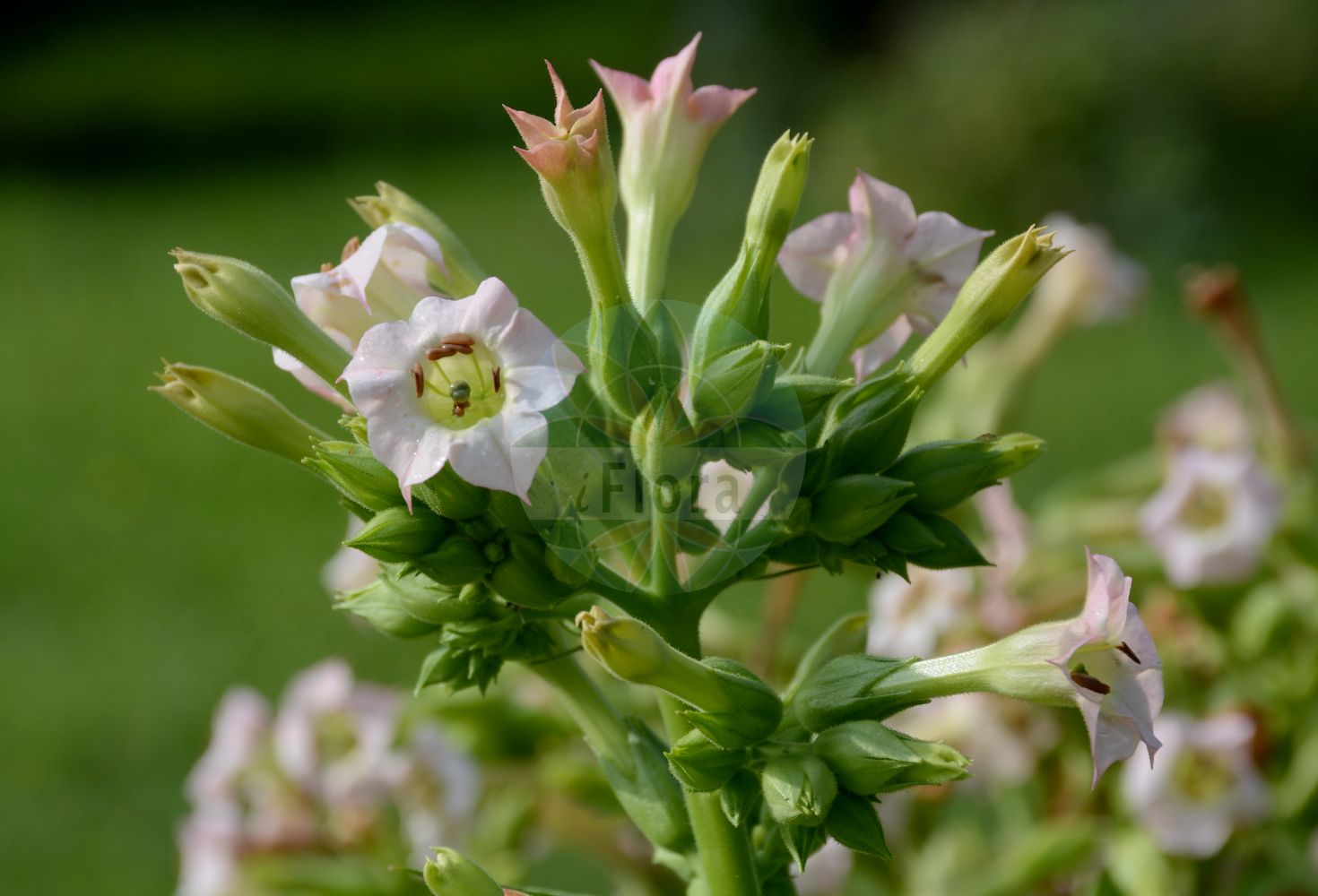 Nicotiana tabacum - Solanaceae,Plantae,Pteridobiotina,Angiosperms,Solanales,Solanaceae,Nicotianoideae,Nicotianeae,Nicotiana,Nicotiana tabacum,Nicotiana alba, Nicotiana angustifolia, Nicotiana attenuata, Nicotiana auriculata, Nicotiana auriculata, Nicotiana capensis, Nicotiana chinensis, Nicotiana fruticosa, Nicotiana fruticosa, Nicotiana fruticosa, Nicotiana fruticosa, Nicotiana guatemalensis, Nicotiana havanensis, Nicotiana lancifolia, Nicotiana lingua, Nicotiana loxensis, Nicotiana marylandica, Nicotiana mexicana, Nicotiana mexicana var. mexicana, Nicotiana mexicana var. rubriflora, Nicotiana petiolata, Nicotiana pilosa, Nicotiana tabaccum, Nicotiana tabacum, Nicotiana tabacum f. fruticosa, Nicotiana tabacum f. tabacum, Nicotiana tabacum var. alipes, Nicotiana tabacum var. angustifolia, Nicotiana tabacum var. asiatica, Nicotiana tabacum var. attenuata, Nicotiana tabacum var. brasila, Nicotiana tabacum var. brasiliensis, Nicotiana tabacum var. goyanum, Nicotiana tabacum var. gracilipes, Nicotiana tabacum var. humilis, Nicotiana tabacum var. lancifolia, Nicotiana tabacum var. latissima, Nicotiana tabacum var. lingua, Nicotiana tabacum var. loxensis, Nicotiana tabacum var. macrophylla, Nicotiana tabacum var. pallescens, Nicotiana tabacum var. pumila, Nicotiana tabacum var. serotina, Nicotiana tabacum var. tabacum, Nicotiana tabacum var. verdon, Nicotiana tabacum var. virginica, Nicotiana turcica, Nicotiana virginica, Nicotiana ybarrensis, Tabacum latissimum, Tabacum nicotianum, Tabacum ovatofolium, Tabacus viscidus,Virginischer Tabak;Maryland-Tabak;tobacco;cultivated tobacco;large tobacco;virginian tobacco;Tabac;tabac de Virginie;grand tabac;nicotiane tabac;tabaco comun;tabaco común;hierba de la reina;hierba de la Santa Cruz;tabaco;tabaco mayor;Tabacco Virginia;tabacco di Virginia;pracht-fijnstraal;virginiatabak;tabak;tabaco-comum;erva-de-todos-os-males;erva-do-rei;erva-do-tabaco;erva-santa;nicociana;tabaco;tabaqueira;табак обыкновенный;tütün;duhan;planta del tabac;tabac;tabac de fumar;tabac de l'Habana;tabac de pols;tabaco;duhan;pravi duhan;pracht-appelboom;vanlig tobak;virginiatobak;Virginsk tobak;tytón szlachetny;tabako;タバコ;navadni tobak;dohány;közönséges dohány;muskotály dohány;tabák virginský;tabac;tutun;tabak virginský;тютюн справжній;тютюн;tobakk;virginiantupakka;обичан дуван;καπνός;tabako;tabako-belar;yan cao;yān cǎo;烟草