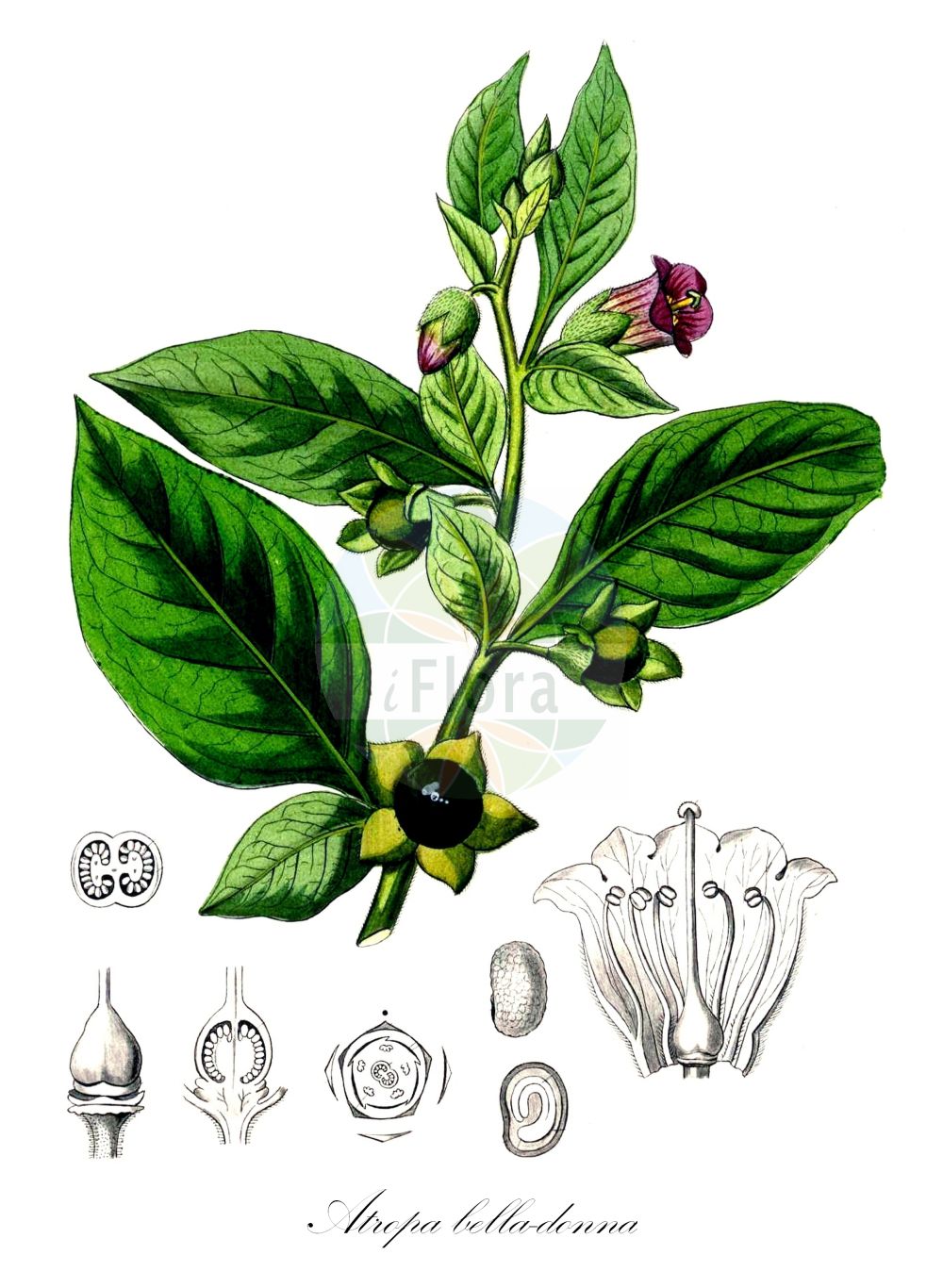 Atropa belladonna - Solanaceae,Plantae,Pteridobiotina,Angiosperms,Solanales,Solanaceae,Solanoideae,Hyoscyameae,Atropa,Atropa belladonna,Atropa baetica, Atropa bella-donna f. lutea, Atropa bella-donna subsp. bella-donna, Atropa bella-donna subsp. caucasica, Atropa bella-donna var. lutea, Atropa caucasica, Boberella belladonna, Pauia belladonna,Echte Tollkirsche;Andalusische Tollkirsche;Tollkirsche;Irrbeere;Rasewurz;deadly nightshade;belladonna;Belladone;Belladonna
