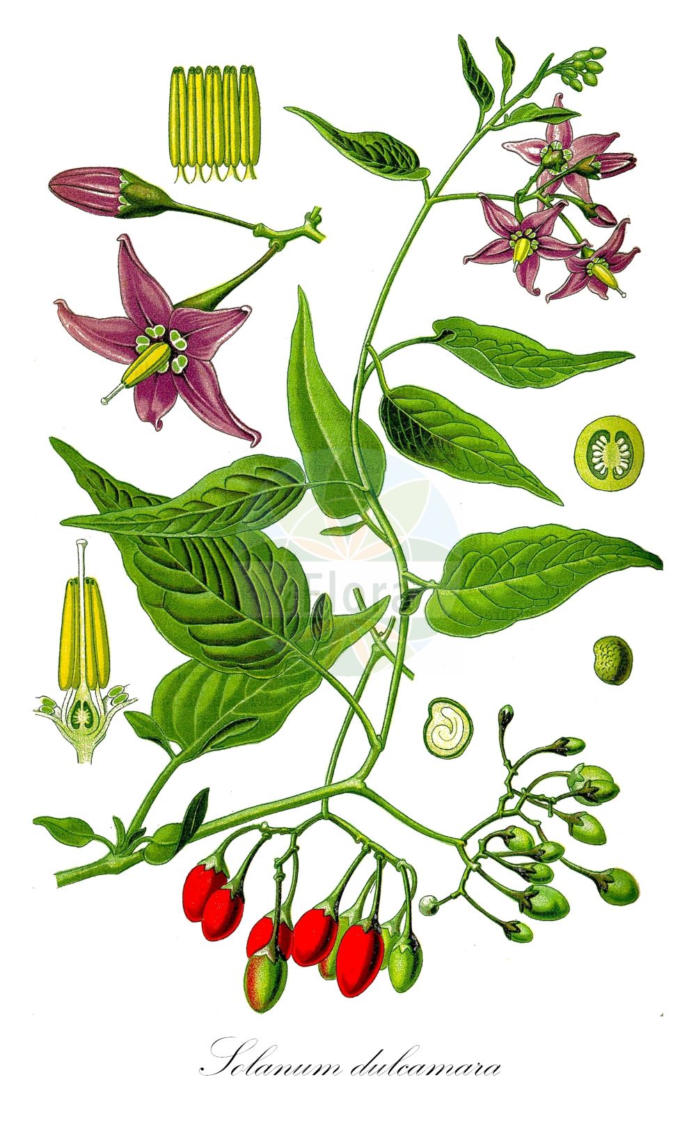 Solanum dulcamara - Solanaceae,Plantae,Pteridobiotina,Angiosperms,Solanales,Solanaceae,Solanoideae,Solaneae,Solanum,Solanum dulcamara,Dulcamara albiflora, Dulcamara flexuosa, Dulcamara flexuosa f. violacea, Dulcamara flexuosa var. albiflora, Dulcamara flexuosa var. cordata, Dulcamara flexuosa var. flexuosa, Dulcamara flexuosa var. hastiifolia, Dulcamara flexuosa var. ovata, Dulcamara lignosa, Dulcamara violacea, Lycopersicon dulcamara, Solanum albiflora, Solanum albiflorum, Solanum asiae-mediae, Solanum assimile, Solanum assimile, Solanum atroviolaceum, Solanum borealisinense, Solanum depilatum, Solanum dulcamara, Solanum dulcamara f. albiflorum, Solanum dulcamara f. albiflorum, Solanum dulcamara f. assimile, Solanum dulcamara f. dulcamara, Solanum dulcamara f. hastiifolia, Solanum dulcamara f. lucidum, Solanum dulcamara f. persicum, Solanum dulcamara f. pubescens, Solanum dulcamara f. subglabrum, Solanum dulcamara subsp. dulcamara, Solanum dulcamara subsp. ovatum, Solanum dulcamara subsp. pusztarum, Solanum dulcamara subvar. dulcamara, Solanum dulcamara subvar. villosissimum, Solanum dulcamara var. albiflora, Solanum dulcamara var. album, Solanum dulcamara var. alpinum, Solanum dulcamara var. atroviolaceum, Solanum dulcamara var. canescens, Solanum dulcamara var. carneum, Solanum dulcamara var. cordatum, Solanum dulcamara var. cordifolium, Solanum dulcamara var. dulcamara, Solanum dulcamara var. hirsutum, Solanum dulcamara var. hirsutum, Solanum dulcamara var. indivisum, Solanum dulcamara var. integrifolia, Solanum dulcamara var. laciniatum, Solanum dulcamara var. macrocarpum, Solanum dulcamara var. macrocarpum, Solanum dulcamara var. marinum, Solanum dulcamara var. ovatum, Solanum dulcamara var. ovatum, Solanum dulcamara var. ovatum, Solanum dulcamara var. palustre, Solanum dulcamara var. persicum, Solanum dulcamara var. persicum, Solanum dulcamara var. plenum, Solanum dulcamara var. pusztarum, Solanum dulcamara var. rupestre, Solanum dulcamara var. tomentosum, Solanum dulcamara var. tomentosum, Solanum dulcamara var. variegatum, Solanum dulcamara var. villosissimum, Solanum dulcamara var. violaceum, Solanum dulcamarum, Solanum gracilescens, Solanum hastiifolia, Solanum kieseritzkii, Solanum kitagawae, Solanum kitagawae var. kitagawae, Solanum laxum, Solanum lignosum, Solanum littorale, Solanum littorale, Solanum lucidum, Solanum macrocarpum, Solanum macrocarpum, Solanum marinum, Solanum maximowiczii, Solanum megacarpum, Solanum nipponense var. macrocarpum, Solanum persicum, Solanum persicum, Solanum persicum subsp. persicum, Solanum persicum subsp. pseudopersicum, Solanum pseudopersicum, Solanum pubescens, Solanum ruderale, Solanum rupestre, Solanum rupestre, Solanum scandens, Solanum subglabrum,Bittersüßer Nachtschatten;bittersweet;bitter nightshade;blue bindweed;climbing nightshade;fellenwort;felonwood;felonwort;poisonberry;poisonflower;scarlet berry;snakeberry;trailing bittersweet;trailing nightshade;trailing violet nightshade;violet bloom;woody nightshade;bittersweet nightshade;Morelle douce-amère;douce-amère;morelle grimpante;vigne de Judée;crève-chien;loque;bronde;bois de ru;herbe à la carte;herbe à la fièvre;réglisse sauvage;dulcamara;dulce amargo;berenjena;amaradulce;amargamid;amargamiel;dulciamarga;emborrachodora;hierba peluda;uva del diablo;Dulcamara;Morella rampicante;corallini;vite selvatica;bitterzoet;dolce-amarga;doce-amarga;dulcamara;erva-moira-de-trepa;uva-de-cão;vide-da-judeia;vinda-da-judeia;vinha-da-índia;паслён сладкогорький;sofur;idhnakthi i ëmbel i hidhur;idhnaqi;solane;dolçamara;morella de marge;solana;vidalbí;paskvica;besksöta;bittersød natskygge;psianka słodkogórz;grenkoslad;ebszőlő csucsor;kesernyés ebszőlő;lilek potměchuť;lăsnicior;ľuľok sladkohorký;паслін солодко-гіркий;разводник;harilik maavits;bebrukärkliņš;slyngsøtvier;punakoiso;горкослад помоћница;разводник помоћница;solanum adin;סוֹלָנוּם עָדִין;karklavijas;σολανό