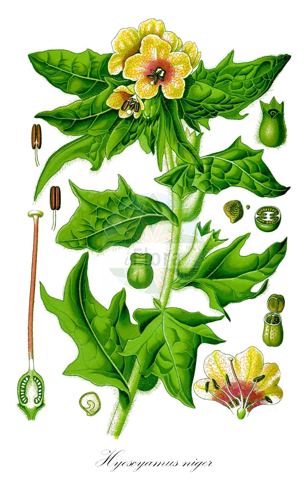 Hyoscyamus niger - Solanaceae,Plantae,Pteridobiotina,Angiosperms,Solanales,Solanaceae,Solanoideae,Hyoscyameae,Hyoscyamus,Hyoscyamus niger,Hyoscarpus niger, Hyoscyamus agrestis, Hyoscyamus auriculatus, Hyoscyamus bohemicus, Hyoscyamus lethalis, Hyoscyamus niger subsp. agrestis, Hyoscyamus niger subsp. niger, Hyoscyamus niger var. annuus, Hyoscyamus niger var. chinensis, Hyoscyamus pallidus, Hyoscyamus persicus, Hyoscyamus pictus, Hyoscyamus syspirensis, Hyoscyamus verviensis,Schwarzes Bilsenkraut;Bilsenkraut;Altsitzerkraut;Echtes Bilsenkraut;henbane;black henbane;Jusquiame noire;hannebane;porcelet;herbe aux dents;potelée;beleño negro;dormidera;herba queixalera;tomalocos;jurcuano;adamanta;anillón;benjí;hierba de locos;hierba loca;jusquiamo;malva loca;veleño;Disturbo;Giusquiamo nero;guisquiamo nero;fava parcina;alterco;bilzekruid;meimendro-negro;beleno;cardo-beleno;cardo-meleno;белена чёрная;banotu;matergonë;matërgone e zezë;belenyo;cacauets;gotets;herba caxalera;herba de la Mare de Déu;jusquiam;tabac bord;tabac de paret;xuclamel;crna bunika;bolmört;lulek czarny;črni zobnik;beléndek;blín černý;bruscalan;cătină de garduri;iarba neagra;lacrimile Elenei;măselariță;blen čierny;блекота богемська;блекота чорна;бленика;буника;черен блян;черна попадийка;koera-pöörirohi;melnā driģene;bulmeurt;pihahullukaali;обична буника;juodoji drignė;γέροντας;biotz-igarra;erabelar-beltz;erabelarra;xerribaba;tiān xiān zǐ;天仙子