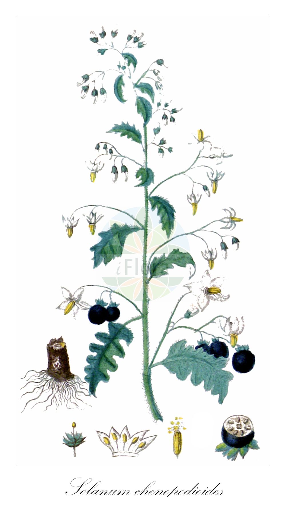Solanum chenopodioides - Solanaceae,Plantae,Pteridobiotina,Angiosperms,Solanales,Solanaceae,Solanoideae,Solaneae,Solanum,Solanum chenopodioides,Solanum aguaraquiya, Solanum amaranthifolium, Solanum americanum var. baylisii, Solanum chenopodifolium, Solanum gracile, Solanum gracile var. gracile, Solanum gracile var. microphyllum, Solanum gracilius, Solanum isabellei, Solanum nigrum var. aspergilliflorum, Solanum nodiflorum var. microphyllum, Solanum ottonis, Solanum sublobatum, Solanum subspatulatum, Solanum vile, Solanum virgatum, Witheringia chenopodioides,Zierlicher Nachtschatten;tall nightshade;Morelle sublobée;morelle fausse-saracha;morelle faux-chénopode;solanum à feuilles glauques;hierba mora;llague;revienta caballo;espina colorado;duraznillo blanco;duraznillo de bañado;duraznillo hediondo;Morella gracile;morella falso chenopodio;Portugeese laurierkers;pracht-anjer;sarachanachtschade;glansbesnachtschade;паслён маревидный;pomoćnica;klibbnattskatta;ruriyanagi;ryûkyûyanagi;リュウキュウヤナギ;ルリヤナギ