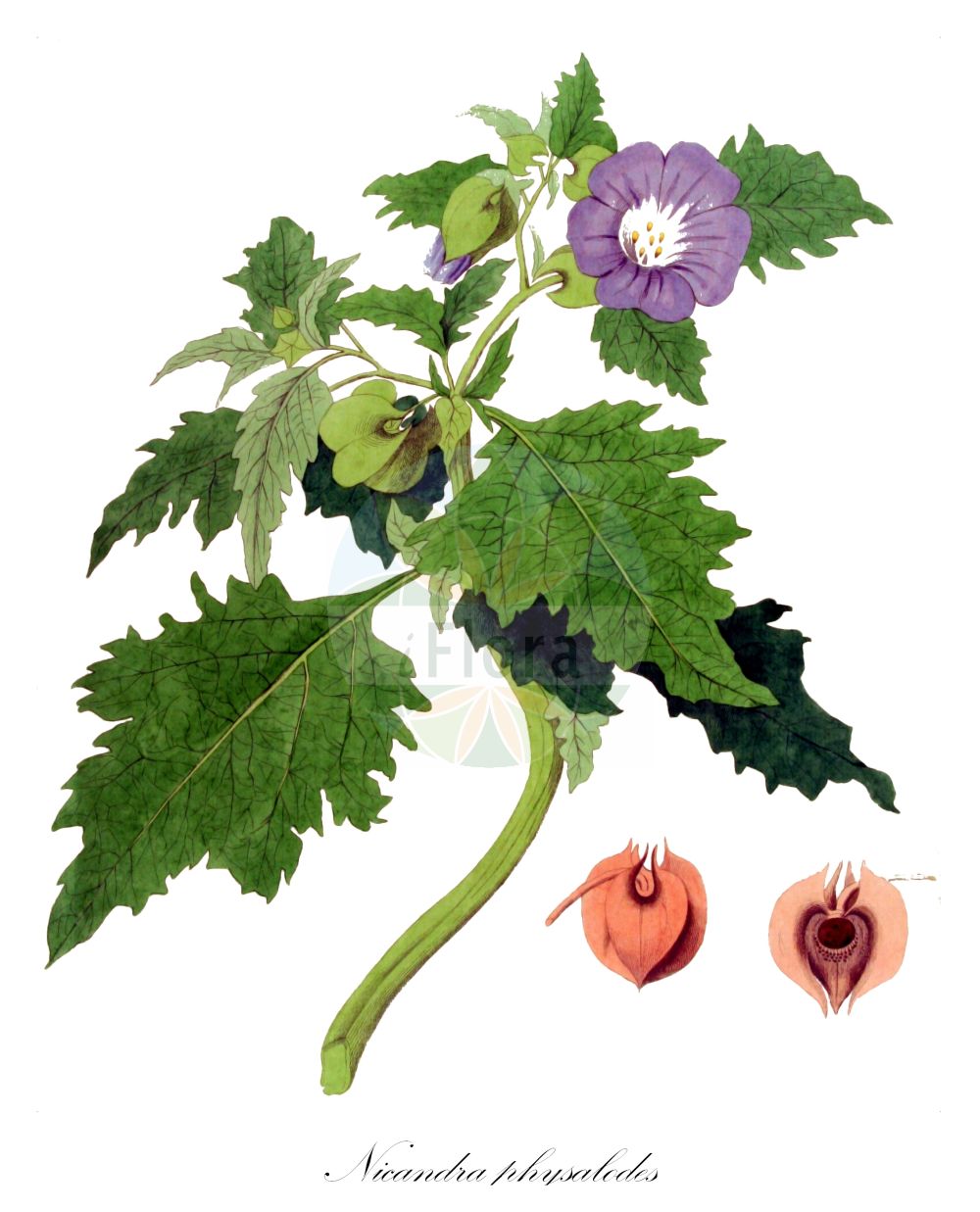 Nicandra physalodes - Solanaceae,Plantae,Pteridobiotina,Angiosperms,Solanales,Solanaceae,Solanoideae,Nicandra,Nicandra physalodes,Atropa physalodes, Boberella nicandra, Calydermos erosus, Nicandra macrocalyx, Nicandra minor, Nicandra nana, Nicandra nebulosa, Nicandra parvimaculata, Nicandra violacea, Pentagonia physalodes, Physalis daturifolia, Physalis peruviana, Physalis spectabilis, Physalodes physalodes,Giftbeere;apple-of-peru;chinese lantern;Nicandre coqueret;nicandre faux-alkekenge;fausse coquerette;nicandra;nicandre faux-coqueret;jarrito;alquequenje falso;farolito;huevo de tortuga;belladonna de pais;belladonna de país;Nicandra;nicandra falso alchechengi;giftbes;zegekruid;joa-de-capote;никандра физалисовидная;luvër kopshtaqe;nikandër;verugani pokrin;ballongbloma;kantbæger;nikandra miechunkowa;wzdętka miechunkowa;ô-sennari;オオセンナリ;szilkesark;lilík mochyňovitý;mere de Peru;nikandra machovkovitá;нікандра фізалісовидна;отровно биле;ябълка на Перу;peruu nikandra;pūslīšu nikandra;giftbær;perunkoiso;peruu nikandra;melsvažiedė nikandra;jiǎ suān jiāng;假酸浆