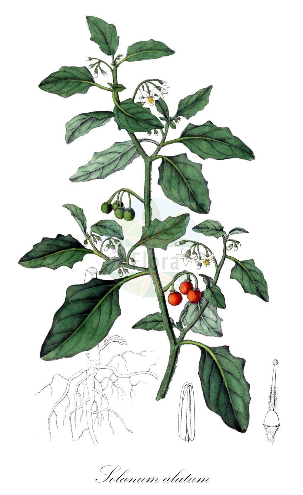 Solanum hoehnei - Solanaceae,Plantae,Pteridobiotina,Angiosperms,Solanales,Solanaceae,Solanoideae,Solaneae,Solanum,Solanum hoehnei,Solanum alatum, Solanum alatum var. alatum, Solanum alatum var. microphyllum, Solanum decurrens,Rotbeeriger Nachtschatten;Mennigroter Nachtschatten;Roter Nachtschatten;Morelle rouge minium;morelle ailée;morelle orangée;morelle rouge;morelle rouge-minium;hierba mora;tomatera morisca;tomatillos del diablo;morella miniata;паслён крылатый;okriljena pomoćnica;röd nattskatta;psianka skrzydlata;vörös csucsor;lilek křídlatý;zârnă arilată;zârnă roșie;паслін крилатий