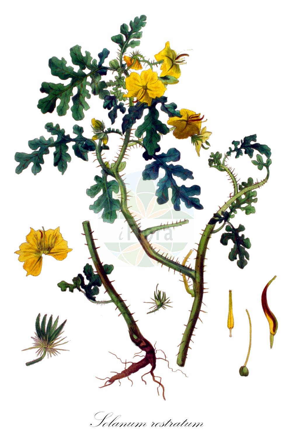 Solanum rostratum - Solanaceae,Plantae,Pteridobiotina,Angiosperms,Solanales,Solanaceae,Solanoideae,Solaneae,Solanum,Solanum rostratum,Androcera lobata, Androcera rostrata, Ceranthera heterandra, Nycterium flavum, Nycterium heterandrum, Nycterium lobatum, Nycterium luteum, Nycterium rostratum, Solanum bejarense, Solanum chrysacanthum, Solanum cornutum, Solanum heterandrum, Solanum heterodoxum, Solanum hexandrum, Solanum hexandrum var. hexandrum, Solanum propinquum, Solanum rostratum var. rostratum, Solanum rostratum var. subintegrum,Stachel-Nachtschatten;buffalo-bur;Morelle rostrée;durazillo;guizazo de bufalo;duraznillo;abrojo;mala mujer;guizazo de búfalo;Morella rostrata;polei-munt;Pontische rododendron;stekelnachtschade;паслён колючий;паслён рогатый;saraç itüzümü;solane;pomoćnica;taggborre;psianka dzióbkowata;tomatodamashi;トマトダマシ;lilek zobanitý;ľuľok zobákovitý;паслін рогатий;solanum hammakkor;סוֹלָנוּם הַמַּקּוֹר;xiá yè jiā;狭叶茄