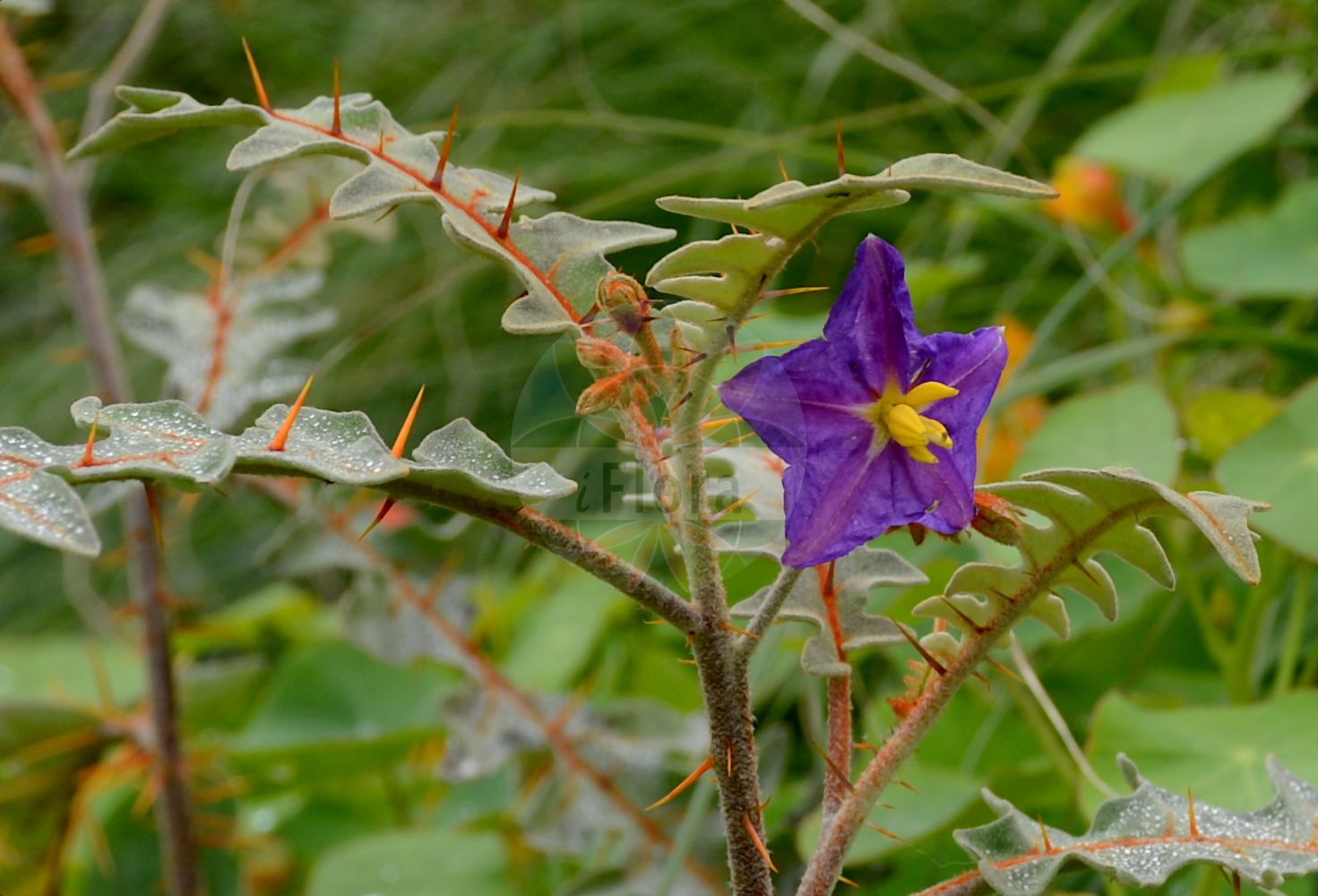Solanum pyracanthos - Solanaceae,Plantae,Pteridobiotina,Angiosperms,Solanales,Solanaceae,Solanoideae,Solaneae,Solanum,Solanum pyracanthos,Solanum haematocarpum, Solanum haematocarpum, Solanum pyracantha, Solanum pyracanthos, Solanum pyracanthum, Solanum pyracanthum, Solanum runcinatum,Feuerdorn-Nachtschatten