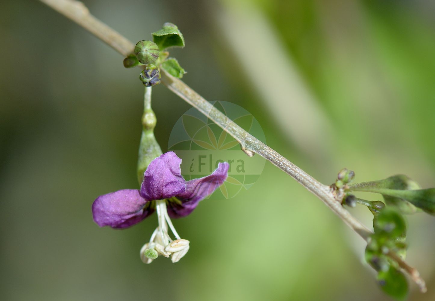 Lycium barbarum - Solanaceae,Plantae,Pteridobiotina,Angiosperms,Solanales,Solanaceae,Solanoideae,Lycieae,Lycium,Lycium barbarum,Boberella halimifolia, Jasminoides flaccidum, Lycium barbarum, Lycium barbarum var. auranticarpum, Lycium barbarum var. barbarum, Lycium chinense var. turbinatum, Lycium dunalianum, Lycium europaeum f. lanceolata, Lycium halimifolium, Lycium lanceolata, Lycium lanceolatum, Lycium turbinatum, Lycium turcomanica, Lycium turcomanicum, Lycium vulgare, Lycium vulgare subf. turcomanica, Lycium vulgare subsp. barbarum, Lycium vulgare subsp. normale, Teremis elliptica, Teremis turbinata,Gewöhnlicher Bocksdorn;Teufelszwirn;Bocksdorn;duke of argyll's teaplant;box thorn;goji berry;matrimony vine;wolfberry;Lyciet commun;lyciet à feuilles d'halimus;jasminoïde;baie de goji;lyciet commum;lyciet de Barbarie;coralillo;cambronera;cambros;espino cambrón;Spina santa di Barberia;licio d'Europa;agutoli;boksdoorn;дереза берберов;дереза обыкновенная;atlangaç;obični vučac;bocktörne;bukketorn;kolcowój pospolity;kolcowój szkarlatny;kukonomi;クコノミ;navadna kustovnica;közönséges ördögcérna;kustovnice cizí;cătină de garduri;goji;kustovnica cudzia;lýcium cudzie;повій звичайний;вучац;жива ограда;обични лицијум;níng xià gǒu qǐ;宁夏枸杞