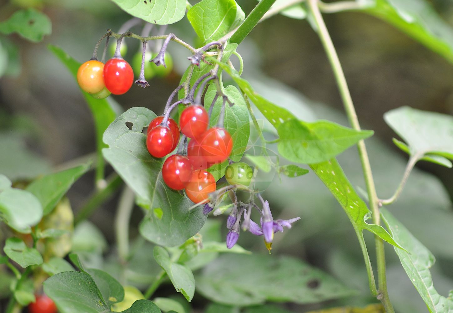 Solanum dulcamara - Solanaceae,Plantae,Pteridobiotina,Angiosperms,Solanales,Solanaceae,Solanoideae,Solaneae,Solanum,Solanum dulcamara,Dulcamara albiflora, Dulcamara flexuosa, Dulcamara flexuosa f. violacea, Dulcamara flexuosa var. albiflora, Dulcamara flexuosa var. cordata, Dulcamara flexuosa var. flexuosa, Dulcamara flexuosa var. hastiifolia, Dulcamara flexuosa var. ovata, Dulcamara lignosa, Dulcamara violacea, Lycopersicon dulcamara, Solanum albiflora, Solanum albiflorum, Solanum asiae-mediae, Solanum assimile, Solanum assimile, Solanum atroviolaceum, Solanum borealisinense, Solanum depilatum, Solanum dulcamara, Solanum dulcamara f. albiflorum, Solanum dulcamara f. albiflorum, Solanum dulcamara f. assimile, Solanum dulcamara f. dulcamara, Solanum dulcamara f. hastiifolia, Solanum dulcamara f. lucidum, Solanum dulcamara f. persicum, Solanum dulcamara f. pubescens, Solanum dulcamara f. subglabrum, Solanum dulcamara subsp. dulcamara, Solanum dulcamara subsp. ovatum, Solanum dulcamara subsp. pusztarum, Solanum dulcamara subvar. dulcamara, Solanum dulcamara subvar. villosissimum, Solanum dulcamara var. albiflora, Solanum dulcamara var. album, Solanum dulcamara var. alpinum, Solanum dulcamara var. atroviolaceum, Solanum dulcamara var. canescens, Solanum dulcamara var. carneum, Solanum dulcamara var. cordatum, Solanum dulcamara var. cordifolium, Solanum dulcamara var. dulcamara, Solanum dulcamara var. hirsutum, Solanum dulcamara var. hirsutum, Solanum dulcamara var. indivisum, Solanum dulcamara var. integrifolia, Solanum dulcamara var. laciniatum, Solanum dulcamara var. macrocarpum, Solanum dulcamara var. macrocarpum, Solanum dulcamara var. marinum, Solanum dulcamara var. ovatum, Solanum dulcamara var. ovatum, Solanum dulcamara var. ovatum, Solanum dulcamara var. palustre, Solanum dulcamara var. persicum, Solanum dulcamara var. persicum, Solanum dulcamara var. plenum, Solanum dulcamara var. pusztarum, Solanum dulcamara var. rupestre, Solanum dulcamara var. tomentosum, Solanum dulcamara var. tomentosum, Solanum dulcamara var. variegatum, Solanum dulcamara var. villosissimum, Solanum dulcamara var. violaceum, Solanum dulcamarum, Solanum gracilescens, Solanum hastiifolia, Solanum kieseritzkii, Solanum kitagawae, Solanum kitagawae var. kitagawae, Solanum laxum, Solanum lignosum, Solanum littorale, Solanum littorale, Solanum lucidum, Solanum macrocarpum, Solanum macrocarpum, Solanum marinum, Solanum maximowiczii, Solanum megacarpum, Solanum nipponense var. macrocarpum, Solanum persicum, Solanum persicum, Solanum persicum subsp. persicum, Solanum persicum subsp. pseudopersicum, Solanum pseudopersicum, Solanum pubescens, Solanum ruderale, Solanum rupestre, Solanum rupestre, Solanum scandens, Solanum subglabrum,Bittersüßer Nachtschatten;bittersweet;bitter nightshade;blue bindweed;climbing nightshade;fellenwort;felonwood;felonwort;poisonberry;poisonflower;scarlet berry;snakeberry;trailing bittersweet;trailing nightshade;trailing violet nightshade;violet bloom;woody nightshade;bittersweet nightshade;Morelle douce-amère;douce-amère;morelle grimpante;vigne de Judée;crève-chien;loque;bronde;bois de ru;herbe à la carte;herbe à la fièvre;réglisse sauvage;dulcamara;dulce amargo;berenjena;amaradulce;amargamid;amargamiel;dulciamarga;emborrachodora;hierba peluda;uva del diablo;Dulcamara;Morella rampicante;corallini;vite selvatica;bitterzoet;dolce-amarga;doce-amarga;dulcamara;erva-moira-de-trepa;uva-de-cão;vide-da-judeia;vinda-da-judeia;vinha-da-índia;паслён сладкогорький;sofur;idhnakthi i ëmbel i hidhur;idhnaqi;solane;dolçamara;morella de marge;solana;vidalbí;paskvica;besksöta;bittersød natskygge;psianka słodkogórz;grenkoslad;ebszőlő csucsor;kesernyés ebszőlő;lilek potměchuť;lăsnicior;ľuľok sladkohorký;паслін солодко-гіркий;разводник;harilik maavits;bebrukärkliņš;slyngsøtvier;punakoiso;горкослад помоћница;разводник помоћница;solanum adin;סוֹלָנוּם עָדִין;karklavijas;σολανό