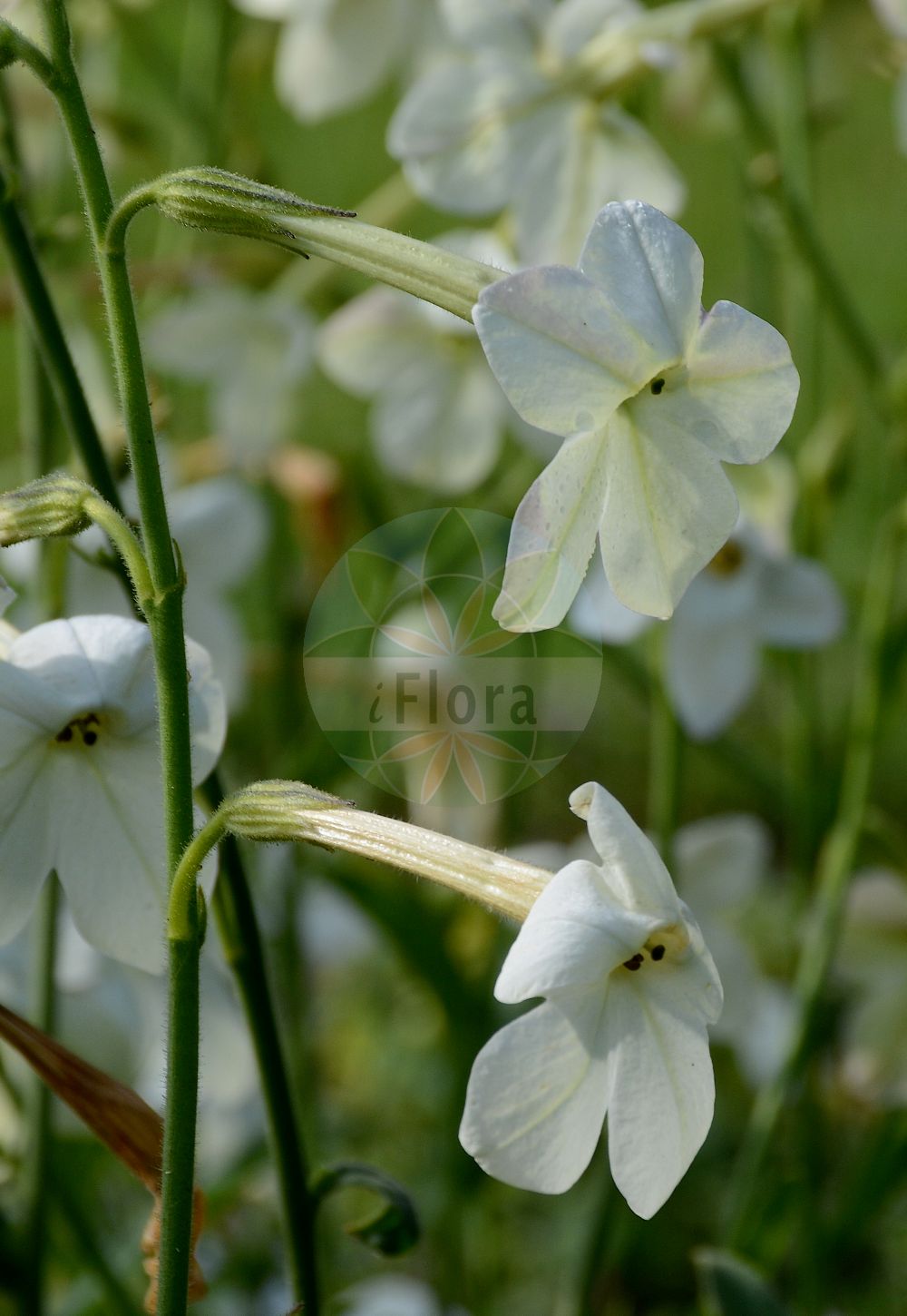 Nicotiana alata - Solanaceae,Plantae,Pteridobiotina,Angiosperms,Solanales,Solanaceae,Nicotianoideae,Nicotianeae,Nicotiana,Nicotiana alata,Nicotiana affinis, Nicotiana alata, Nicotiana alata f. alata, Nicotiana alata var. alata, Nicotiana alata var. grandiflora, Nicotiana persica, Nicotiana rubella,Flügel-Tabak;Geflügelter Tabak;tabac ailé;tabaco jasmín;tabacco alato;nachttabak;siertabak;fumo-de-jardin;fumo-de-jardim;tabaco-jasmim;табак декоративный;табак крылатый;duhan;pracht-framboos;jasmintobak;stor blomstertobak;tytón oskrzydlony;tytón skrzydlaty;hanatabako;nikotiana;ニコティアナ;ハナタバコ;szárnyalt díszdohány;tabák křídlatý;regina nopții;okrasný tabak;тютюн крилатий;valkotupakka