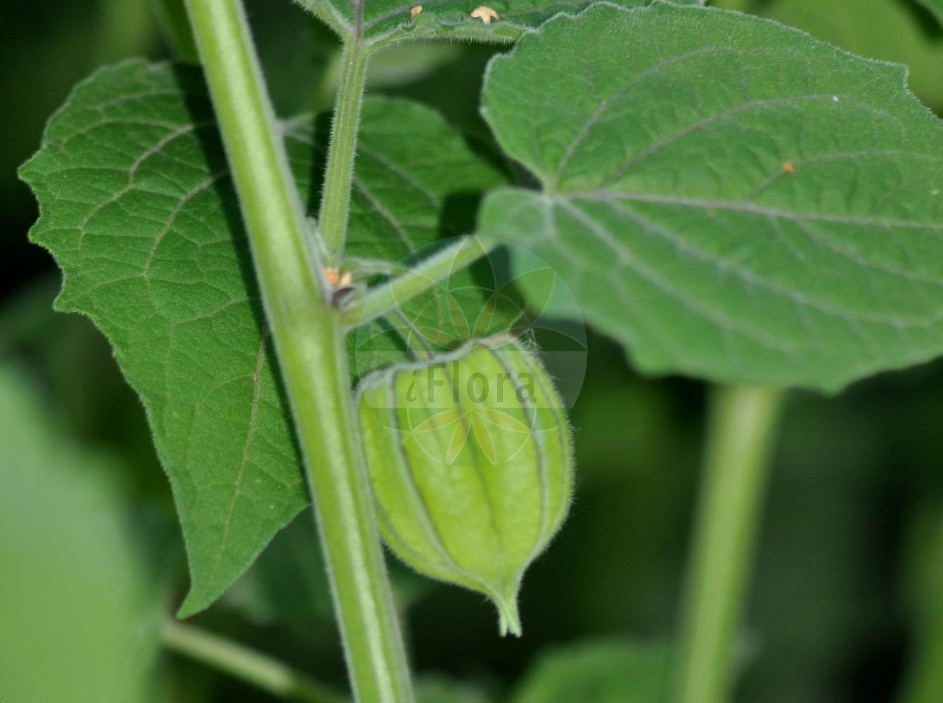 Physalis peruviana - Solanaceae,Plantae,Pteridobiotina,Angiosperms,Solanales,Solanaceae,Solanoideae,Physaleae,Physalis,Physalis peruviana,Alkekengi pubescens, Boberella peruviana, Herschelia edulis, Physalis edulis, Physalis esculenta, Physalis incana, Physalis latifolia, Physalis peruviana var. esculenta, Physalis peruviana var. latifolia, Physalis peruviana var. peruviana, Physalis tomentosa, Physalodes peruvianum,Peruanische Judenkirsche;Ananaskirsche;Peruanische Blasenkirsche;Kapstachelbeere;Coqueret du Pérou;alkekenge jaune;amour en cage;capuli;alquequenje;tomatito;Alchechengi del Perù;alchechengio giallo;goudbes;alquequenje-amarelo;tomate-inglês;tomatinho-de-capucho;перуанская вишня;физалис перуанский;sjetvena mjehurica;kapkrusbär;budôhoozuki;ブドウホオズキ;perujsko volčje jabolko;perui földicseresznye;mochyně peruánská;cireșele de pământ;machovka Peruánska;фізаліс перуанський;karviaiskoiso;dēng lóng guǒ;灯笼果