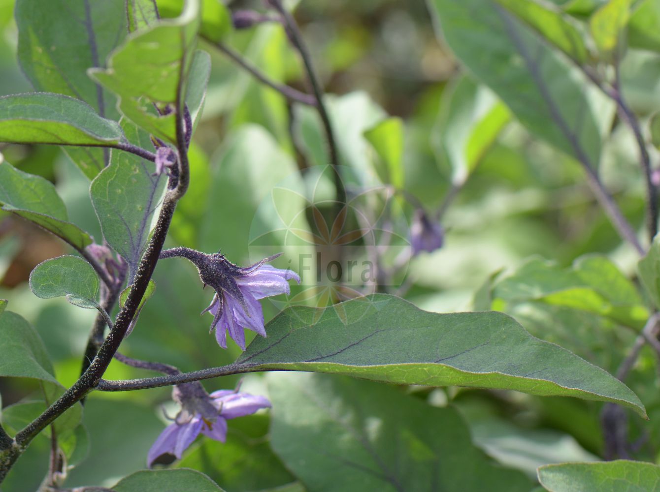Solanum melongena - Solanaceae,Plantae,Pteridobiotina,Angiosperms,Solanales,Solanaceae,Solanoideae,Solaneae,Solanum,Solanum melongena,Melongena esculenta, Melongena incurva, Melongena ovata, Melongena spinosa, Melongena teres, Solanum aethiopicum var. violaceum, Solanum album, Solanum album, Solanum album var. richardii, Solanum album var. rumphii, Solanum edule, Solanum edule var. edule, Solanum edule var. multifidum, Solanum esculentum, Solanum esculentum var. aculeatum, Solanum esculentum var. inerme, Solanum esculentum var. subinerme, Solanum lagenarium, Solanum longum, Solanum longum, Solanum melanoxylon, Solanum melongena subsp. agreste, Solanum melongena subsp. agrestis, Solanum melongena subsp. melongena, Solanum melongena subsp. meridionale, Solanum melongena subsp. orientale, Solanum melongena subsp. subspontaneum, Solanum melongena var. americanum, Solanum melongena var. angustum, Solanum melongena var. arabicum, Solanum melongena var. azerbaijanicum, Solanum melongena var. bulgaricum, Solanum melongena var. cylindricum, Solanum melongena var. esculentum, Solanum melongena var. europaeum, Solanum melongena var. giganteum, Solanum melongena var. globosi, Solanum melongena var. inerme, Solanum melongena var. leucojum, Solanum melongena var. leucoum, Solanum melongena var. melongena, Solanum melongena var. ovigera, Solanum melongena var. palestinicum, Solanum melongena var. pekinense, Solanum melongena var. racemiflorum, Solanum melongena var. racemosum, Solanum melongena var. racemosum, Solanum melongena var. stenoides, Solanum melongena var. stenoleucum, Solanum melongena var. variegatum, Solanum melongena var. violaceum, Solanum melongena var. viride, Solanum melongenum, Solanum mexianum, Solanum oviferum, Solanum oviferum, Solanum ovigerum, Solanum ovigerum unr. ovigerum, Solanum ovigerum unr. sinuatorepandum, Solanum ovigerum unr. subrepandum, Solanum ovigerum unr. violaceum, Solanum ovigerum var. album, Solanum ovigerum var. insanum, Solanum ovigerum var. luteum, Solanum ovigerum var. oblongo-cylindricum, Solanum ovigerum var. ovigerum, Solanum ovigerum var. ruber, Solanum ovigerum var. sinuatorepandum, Solanum ovigerum var. subrepandum, Solanum ovigerum var. violaceum, Solanum ovigerum var. violaceum, Solanum pressum, Solanum pseudoundatum, Solanum pseudoundatum var. albiflorum, Solanum pseudoundatum var. atropurpurascens, Solanum pseudoundatum var. leucocarpon, Solanum pseudoundatum var. pseudoundatum, Solanum requienii, Solanum sativum, Solanum sativum var. albiflorum, Solanum sativum var. atropurpurascens, Solanum sativum var. leucocarpon, Solanum sativum var. sativum, Solanum serpentinum, Solanum serpentinum, Solanum zeylanicum,Aubergine;Eierfrucht;Aubergine;berenjena;berengena;Melanzana;maranziana;mulignana;petrociana;aubergine;eierplant;beringela;berenjena;баклажан;бклажан обыкновенный;демьянка;паслён баклажан;синенькие;patlıcan;solane;albergínia;patlidžan;äggplanta;aubergin;aubergine;psianka podłużna;nasu;ナス;jajčevec;melancana;padlizsán;tojásgyümölcs;baklažán;lilek vejcoplodý;patlažán;vînăta;baklažán vajcoplodý;баклажан синій;патладжан;baklažaan;sēklas;munakoiso;модри патлиџан;плави патлиџан;baklažanas;μελιτζάνα;qié;茄