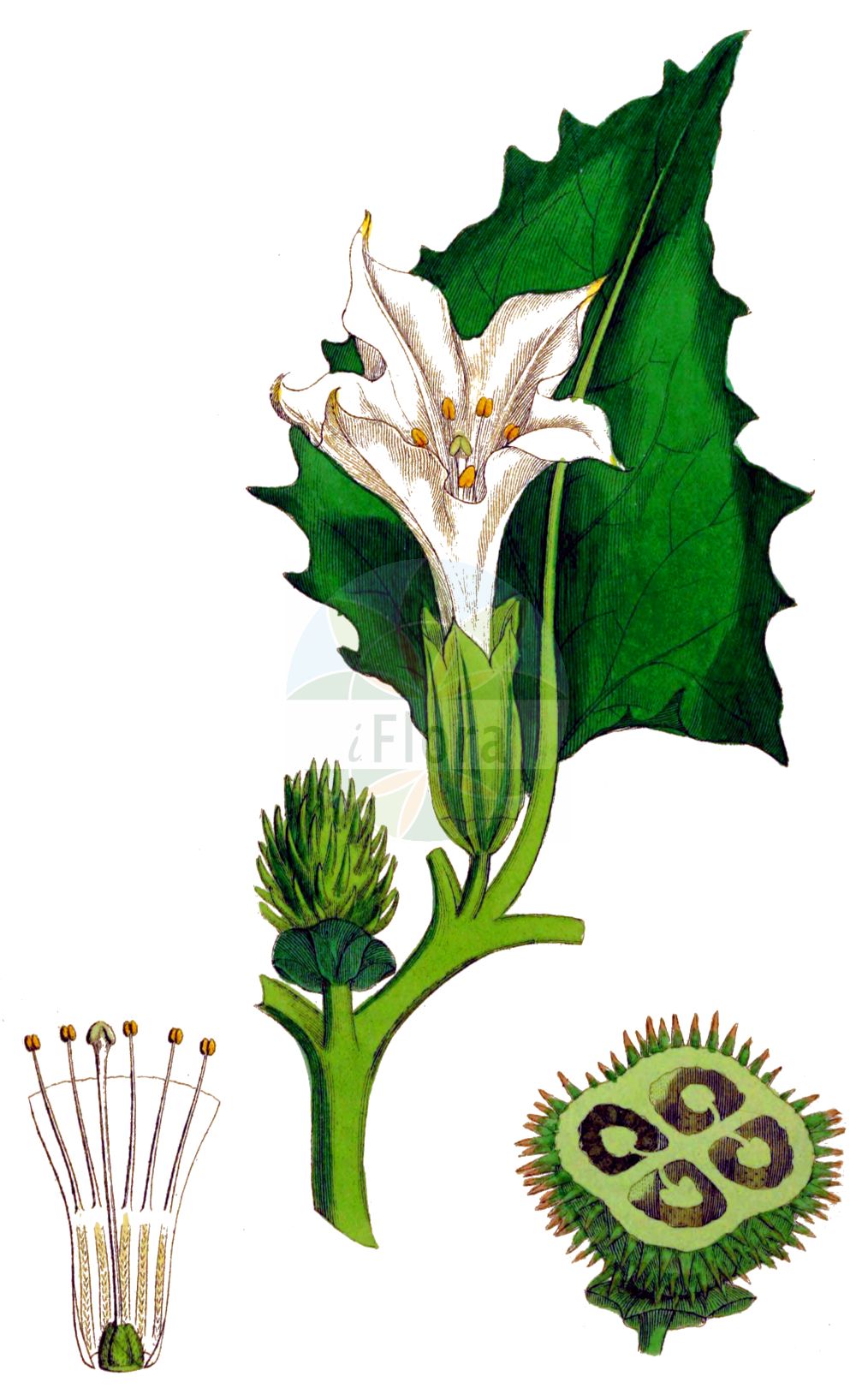 Datura stramonium - Solanaceae,Plantae,Pteridobiotina,Angiosperms,Solanales,Solanaceae,Solanoideae,Datureae,Datura,Datura stramonium,Datura bernhardii, Datura bertolonii, Datura inermis, Datura muricata, Datura stramonium, Datura stramonium, Datura stramonium, Datura stramonium f. inermis, Datura stramonium f. tatula, Datura stramonium f. tatula, Datura stramonium var. chalybea, Datura stramonium var. inermis, Datura stramonium var. tatula, Datura tatula, Datura wallichii, Stramonium tatula, Stramonium vulgare, Stramonium vulgare,Weißer Stechapfel;Gewöhnlicher Stechapfel;Stechapfel;Igelskolben;Stachelnuss;Rauhapfel;Tollkraut;thorn-apple;common thorn apple;false castor-oil plant;jimsonweed;Pomme épineuse;Stramoine commune;datura stramoine;herbe à la taupe;datura officinale;datura tatula;berenjena del diablo;chamico azul;estramonio;higuera loca;hierba hedionda;manzana espinosa;chamico morado;hoja de trapa;toloache;cornescopia;belladonna del pobre;burladora;espantarratones;flor de la trompeta;hedionda;hierba ratonera;higuera del infierno;higuera hedionda;matatopos;trompetilla;Stramonio comune;noce spinosa;mezzettoni;pit-rus;gewoone doornappel;gewone doornappel;doornappel;figueira-do-inferno;quinquilho;erva-do-diabo;mamoninho;castanheiro-do-diabo;erva-dos-bruxos;erva-dos-mágicos;estramonio;figueira-brava;pomo-espinhoso;дурман вонючий;дурман обыкновенный;boruçiçeği;tatull;bijeli kužnjak;spikklubba;almindelig pigæble;pigæble;bieluń dziędzierzawa;shirobanachosenasagao;shirobana-chôsen-asagao;シロバナチョウセンアサガオ;chôsen-asagao;dachura;datsura;yôshu-chôsen-asagao;ダチユラ;ダツラ;チョウセンアサガオ;ヨウシュチョウセンアサガオ;navadni kristavec;csattanó maszlag;durman obecný;ciumăfaia;durman obyčajný;дурман звичайний;татул;harilik ogaõun;parastais velnābols;piggeple;okahulluruoho;daturah zekufat-peri;דָּטוּרָה זְקוּפַת-פְּרִי;paprastoji durnaropė;màn tuó luó;曼陀罗