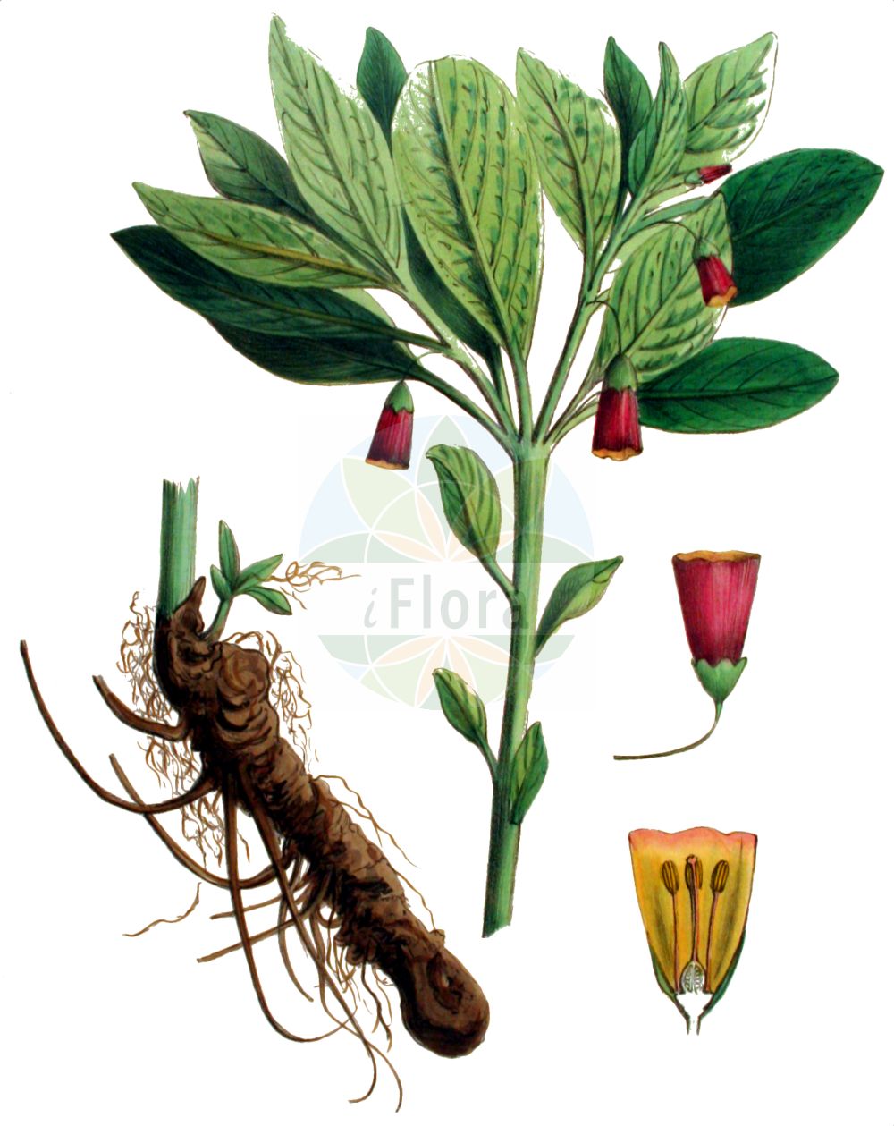 Scopolia carniolica - Solanaceae,Plantae,Pteridobiotina,Angiosperms,Solanales,Solanaceae,Solanoideae,Hyoscyameae,Scopolia,Scopolia carniolica,Hyoscyamus scopolia, Scopolia carniolica var. hladnikiana, Scopolia hladnikiana, Scopolia trichotoma, Scopolia tubiflora, Scopolina atropoides, Scopolina carniolica, Scopolina carniolica, Scopolina hladnikiana,Tollkraut;Krainer Tollkraut;scopolie de Carniole;scopolia;scopolia della Carnia;скополия кавказская;скополия карниолийская;japon banotu;bijeli bun;dårört;lulecznica kraińska;kranjska bunika;farkasbogyó;pablen kraňský;mutulica;skopólia kranská;скополія карніолійська