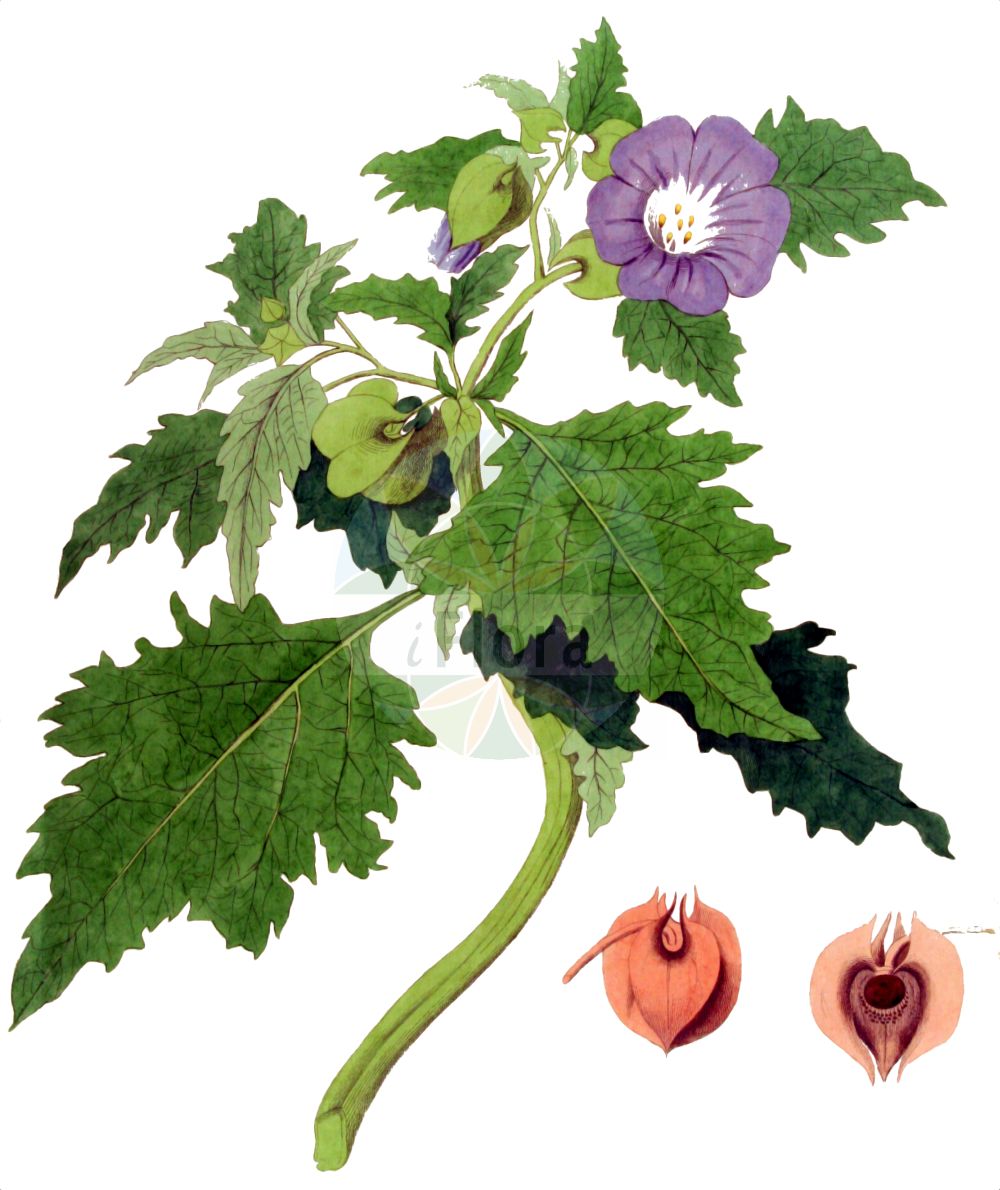 Nicandra physalodes - Solanaceae,Plantae,Pteridobiotina,Angiosperms,Solanales,Solanaceae,Solanoideae,Nicandra,Nicandra physalodes,Atropa physalodes, Boberella nicandra, Calydermos erosus, Nicandra macrocalyx, Nicandra minor, Nicandra nana, Nicandra nebulosa, Nicandra parvimaculata, Nicandra violacea, Pentagonia physalodes, Physalis daturifolia, Physalis peruviana, Physalis spectabilis, Physalodes physalodes,Giftbeere;apple-of-peru;chinese lantern;Nicandre coqueret;nicandre faux-alkekenge;fausse coquerette;nicandra;nicandre faux-coqueret;jarrito;alquequenje falso;farolito;huevo de tortuga;belladonna de pais;belladonna de país;Nicandra;nicandra falso alchechengi;giftbes;zegekruid;joa-de-capote;никандра физалисовидная;luvër kopshtaqe;nikandër;verugani pokrin;ballongbloma;kantbæger;nikandra miechunkowa;wzdętka miechunkowa;ô-sennari;オオセンナリ;szilkesark;lilík mochyňovitý;mere de Peru;nikandra machovkovitá;нікандра фізалісовидна;отровно биле;ябълка на Перу;peruu nikandra;pūslīšu nikandra;giftbær;perunkoiso;peruu nikandra;melsvažiedė nikandra;jiǎ suān jiāng;假酸浆