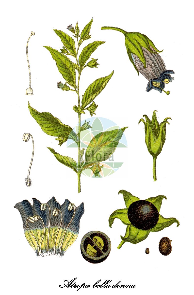 Atropa belladonna - Solanaceae,Plantae,Pteridobiotina,Angiosperms,Solanales,Solanaceae,Solanoideae,Hyoscyameae,Atropa,Atropa belladonna,Atropa baetica, Atropa bella-donna f. lutea, Atropa bella-donna subsp. bella-donna, Atropa bella-donna subsp. caucasica, Atropa bella-donna var. lutea, Atropa caucasica, Boberella belladonna, Pauia belladonna,Echte Tollkirsche;Andalusische Tollkirsche;Tollkirsche;Irrbeere;Rasewurz;deadly nightshade;belladonna;Belladone;Belladonna