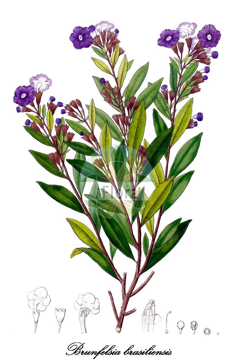 Brunfelsia brasiliensis - Solanaceae,Plantae,Pteridobiotina,Angiosperms,Solanales,Solanaceae,Petunioideae,Brunfelsia,Brunfelsia brasiliensis,Brunfelsia acuminata, Brunfelsia brasiliensis subsp. brasiliensis, Brunfelsia brasiliensis subsp. macrocalyx, Brunfelsia brasiliensis var. acuminata, Brunfelsia brasiliensis var. brasiliensis, Brunfelsia confertiflora, Brunfelsia confertiflora, Brunfelsia hopeana var. macrocalyx, Brunfelsia laxiflora, Brunfelsia parcifolia, Brunfelsia ramosissima, Brunfelsia ramosissima, Brunfelsia ramosissima f. confertiflora, Brunfelsia ramosissima f. laxiflora, Brunfelsia ramosissima f. parcifolia, Franciscea acuminata, Franciscea confertiflora, Franciscea confertiflora, Franciscea divaricata, Franciscea ramosissima, Gerardia brasiliensis