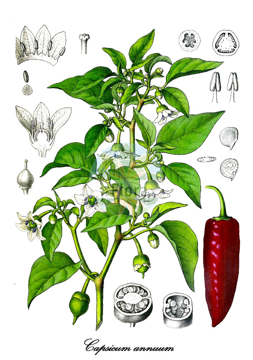 Capsicum annuum - Solanaceae,Plantae,Pteridobiotina,Angiosperms,Solanales,Solanaceae,Solanoideae,Capsiceae,Capsicum,Capsicum annuum,Capsicum annuum, Capsicum annuum f. annuum, Capsicum annuum subsp. annuum, Capsicum annuum var. aviculare, Capsicum chlorocarpum, Capsicum frutescens var. grossum, Capsicum grossum, Capsicum hispidum var. hispidum, Capsicum indicum var. grossum, Capsicum leucocarpum, Capsicum luteum, Capsicum violaceum,Paprika;Peperoni;Schotenpfeffer;Indischer Pfeffer;Türkischer Pfeffer;Chili;Spanischer Pfeffer;sweet pepper;bell pepper;paprika;red pepper;cayenne pepper;Poivron;Piment annuel;carive;paprika;piment;pimiento;chile dulce;chile de Castilla;moron;pimiento morron;aji;morrón;pimiento morrón;ají dulce;pimentón dulce;Peperone;pepe di Guinea;pimento;pluim-asperge;Spaanse peper;rode peper;pimento;pimenteiro;pimentão-doce;pimentão-verde;кайенский перец;перец овощной;перец однолетний;перец острый;перец-чили;стручковый перец овощной;biber;spec;pebrotera;jednogodišnja paprika;paprika;spanskpeppar;Spansk peber;papryka roczna;pieprz chilijski;tôgarashi;トウガラシ;paprika;aprika;közönséges paprika;paprika roční;paprika setá;ardei iute;paprika ročná;стручковий перець однорічний;пипер;ruokapaprika;la jiao;là jiāo;辣椒