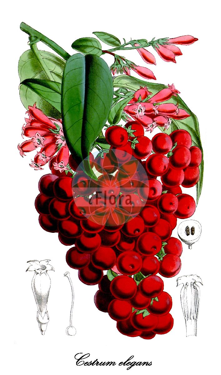 Cestrum elegans - Solanaceae,Plantae,Pteridobiotina,Angiosperms,Solanales,Solanaceae,Cestroideae,Cestreae,Cestrum,Cestrum elegans,Cestrum benghalense, Cestrum elegans var. elegans, Cestrum elegans var. longiflorum, Cestrum elegans var. totutla, Cestrum elegans var. truncata, Cestrum nutans, Cestrum paniculatum, Cestrum purpureum, Cestrum rubrum, Cestrum smithii, Cestrum sylvaticum, Habrothamnus elegans, Habrothamnus paniculatus, Habrothamnus purpureus, Meyenia purpurea,cestrum élégant;cestro;coralito;galán rojo;jesamina;palquis;cestro-púrpura;galã-da-noite;máo jīng yè xiāng shù;毛茎夜香树