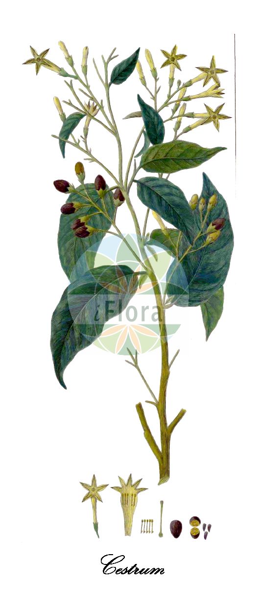 Cestrum - Solanaceae,Plantae,Pteridobiotina,Angiosperms,Solanales,Solanaceae,Cestroideae,Cestreae,Cestrum,Cestrum acuminatum, Cestrum affine, Cestrum angustifolium, Cestrum billbergianum, Cestrum cyaneum, Cestrum elongatum, Cestrum floribundum, Cestrum foetidum, Cestrum formosum, Cestrum linctorium, Cestrum lucidum, Cestrum macrophyllum, Cestrum melanochloranthum, Cestrum nervosum, Cestrum oppositifolium, Cestrum pauciflorum, Cestrum poeppigii, Cestrum ramosissimum, Cestrum reticulatum, Cestrum roseum, Cestrum tenuiflorum, Cestrum tenuiflorum var. tenuiflorum, Cestrum terminale, Cestrum terminale var. terminale, Cestrum umbellatum, Cestrum umbellatum, Cestrum venenatum, Cestrum venenatum, Cestrum venenatum, Cestrum vespertinum, Cestrum viridiflorum,Hammerstrauch