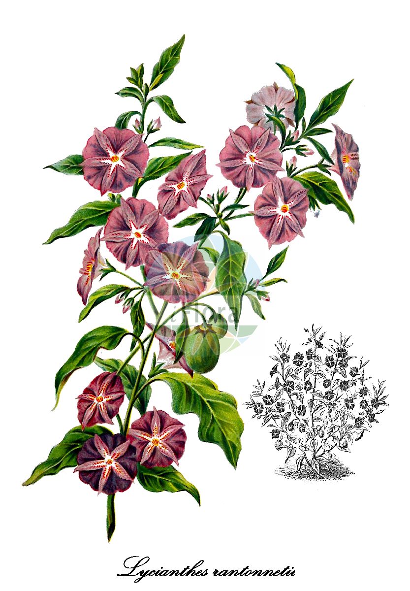 Lycianthes rantonnetii - Solanaceae,Plantae,Pteridobiotina,Angiosperms,Solanales,Solanaceae,Solanoideae,Capsiceae,Lycianthes,Lycianthes rantonnetii,Lycianthes rantonnei, Solanum corniculatum, Solanum japonicum, Solanum muticum, Solanum rantonnetii, Solanum rantonnetii, Solanum urbanum, Solanum urbanum var. foliosum, Solanum urbanum var. nervosum, Solanum urbanum var. subtomentosum, Solanum urbanum var. typicum, Solanum urbanum var. urbanum,Kartoffelstrauch