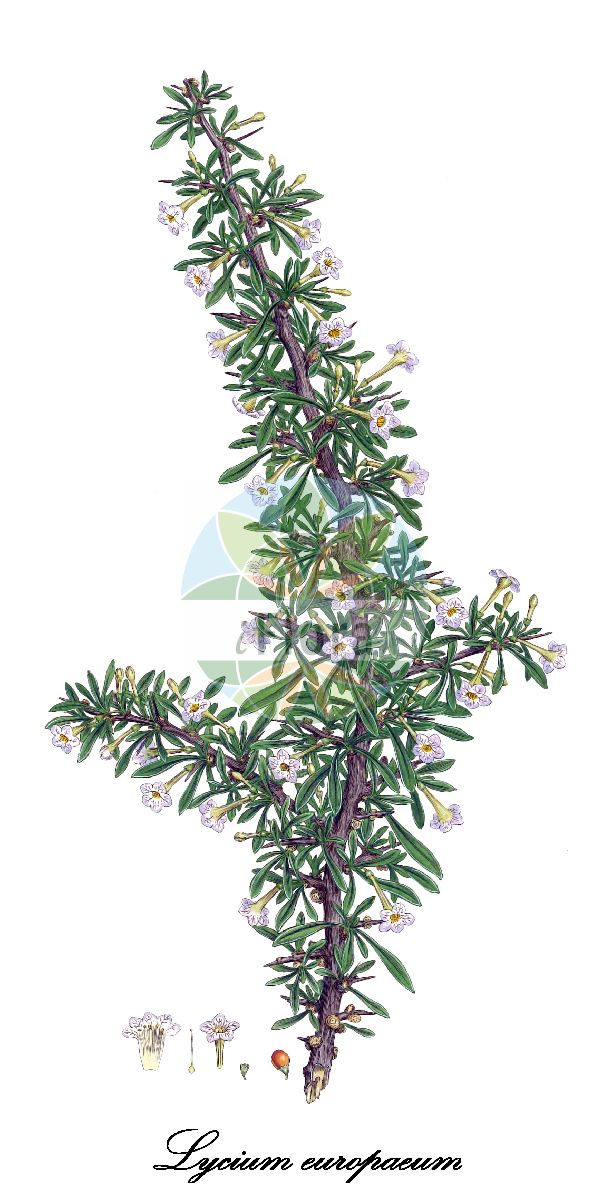 Lycium europaeum - Solanaceae,Plantae,Pteridobiotina,Angiosperms,Solanales,Solanaceae,Solanoideae,Lycieae,Lycium,Lycium europaeum,Jasminoides rhombifolium, Lycium abeliiflorum, Lycium abeliifolia, Lycium dumosum, Lycium europaeum, Lycium europaeum, Lycium europaeum f. abeliifolia, Lycium europaeum subsp. normale, Lycium europaeum subvar. saevum, Lycium mediterraneum, Lycium orientale, Lycium saevum, Lycium salicifolium, Lycium spina-christi,Europäischer Bocksdorn;lyciet d'Europe;olinet;jasmin bâtard;arcinos;arto;cambrón;cambronera;escambronera;espina santa;espino cambrón;licio europeo;acutoli;spina santa comune;spina santa europea;cambroeira;cambroeira-bastarda;espinheiro;espinheiro-alvar-na-casca;espinheiro-de-casca-branca;дереза европейская;sincan dikeni;harvalinë;arç de tanques;arçot de tanques;armall;cambró;cambronera;espinal;europski vučac;kustovnice evropská;cătina europeană;kustovnica europska;годжи бери;мерджан;вучац;atad eiroppi;אָטָד אֵירוֹפִּי;αραμιά;esilar;hesilaharra