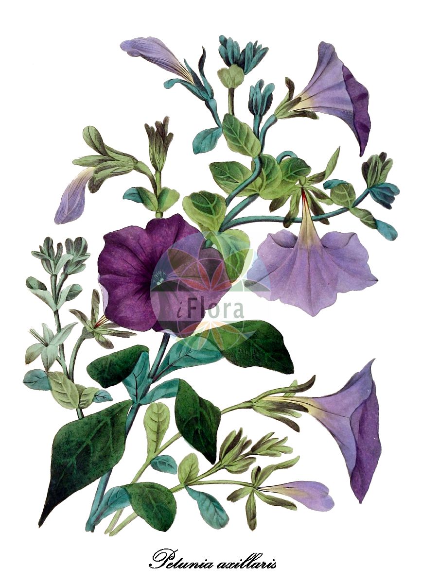 Petunia axillaris - Solanaceae,Plantae,Pteridobiotina,Angiosperms,Solanales,Solanaceae,Petunioideae,Petunia,Petunia axillaris,Nicotiana axillaris, Nicotiana axillaris var. axillaris, Nicotiana axillaris var. nyctaginiflora, Nicotiana axillaris var. propinqua, Petunia axillaris subsp. axillaris, Petunia longiflora, Petunia nyctaginiflora, Petunia propinqua, Stimoryne axillaris, Stimoryne axillaris subsp. axillaris,Weißblütige Petunie;дуваница;петунија
