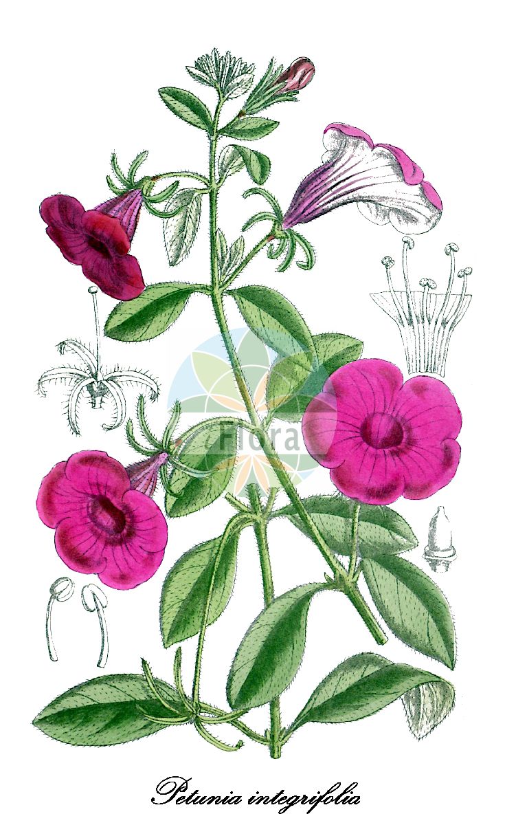 Petunia integrifolia - Solanaceae,Plantae,Pteridobiotina,Angiosperms,Solanales,Solanaceae,Petunioideae,Petunia,Petunia integrifolia,Nicotiana violacea, Nierembergia phoenicea, Nierembergia punicea, Petunia integrifolia subsp. integrifolia, Petunia integrifolia var. integrifolia, Petunia odorata, Petunia riograndensis, Petunia violacea, Salpiglossis integrifolia, Salpiglossis integrifolia, Stimoryne integrifolia, Stimoryne integrifolia subsp. integrifolia, Stimoryne purpurea,Violette Petunie;petunia-do-campo;petunija;петунија