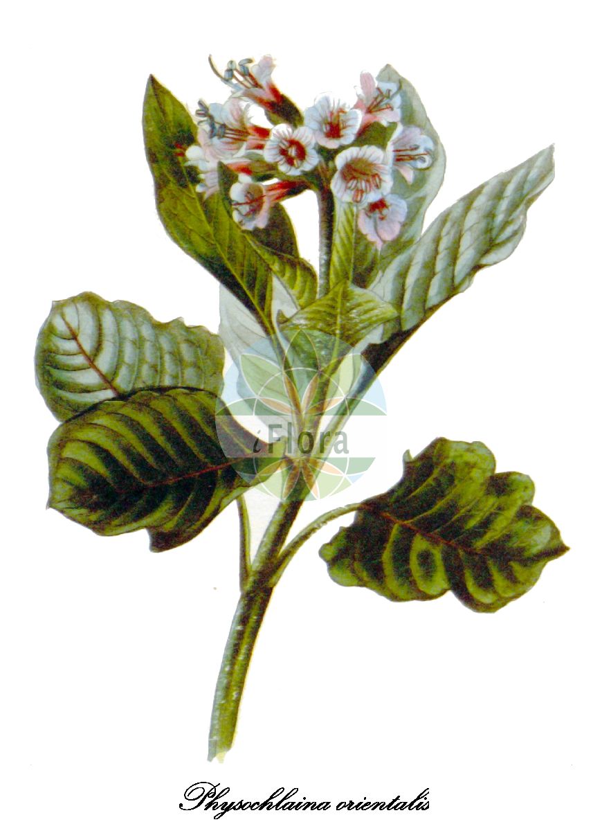 Physochlaina orientalis - Solanaceae,Plantae,Pteridobiotina,Angiosperms,Solanales,Solanaceae,Solanoideae,Hyoscyameae,Physochlaina,Physochlaina orientalis,Physochlaina dubia