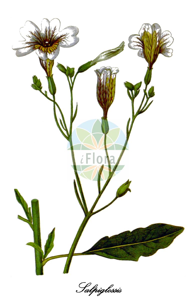 Salpiglossis - Solanaceae,Plantae,Pteridobiotina,Angiosperms,Solanales,Solanaceae,Cestroideae,Salpiglossideae,Salpiglossis,Trompetenzunge