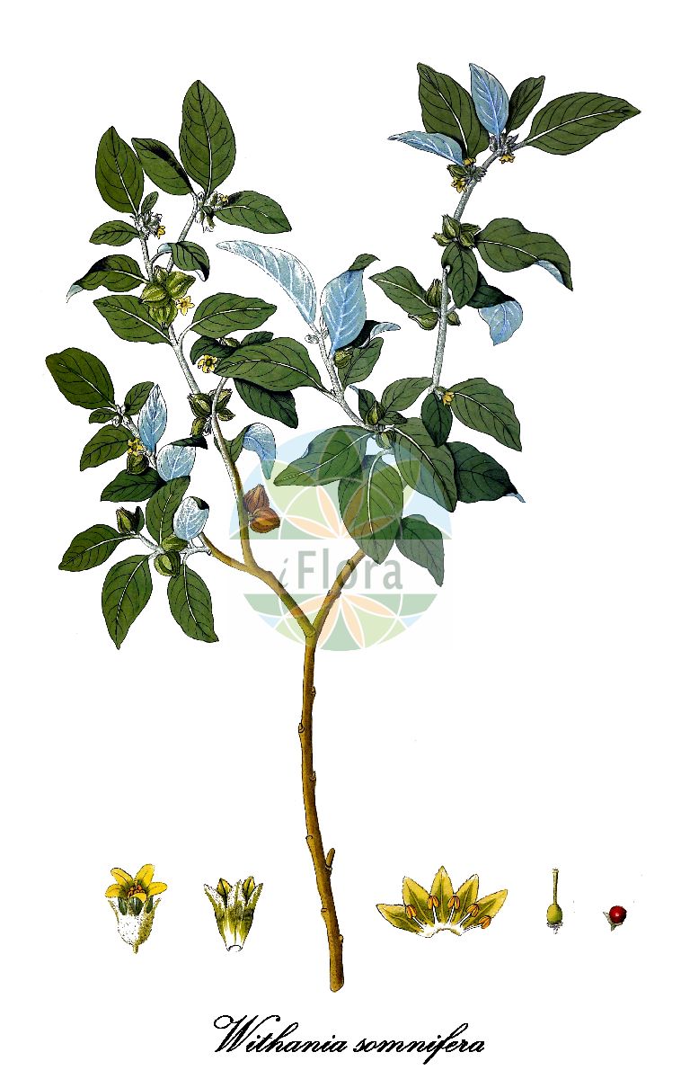 Withania somnifera - Solanaceae,Plantae,Pteridobiotina,Angiosperms,Solanales,Solanaceae,Solanoideae,Physaleae,Withania,Withania somnifera,Alicabon somniferum, Hypnoticum somniferum, Physalis flexuosa, Physalis flexuosa, Physalis scariosa, Physalis somnifera, Physalis tomentosa, Physaloides somnifera, Withania chevalieri, Withania kansuensis, Withania macrocalyx, Withania microphysalis, Withania mucronata, Withania obtusifolia, Withania sicula, Withania somnifera subsp. obtusifolia, Withania somnifera subsp. somnifera,withania somnifère;oroval;alchechengi falso;vitania sonnifero;erva-moira-sonífera;ашваганда;женьшень индийский;gelinfeneri;vitanyah kehah;וִיתַנְיָה קֵהָה;plat beemdgras;shuì jiā;睡茄
