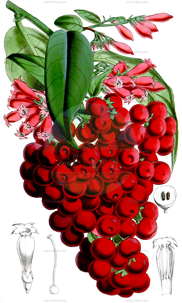 Cestrum elegans - Solanaceae,Plantae,Pteridobiotina,Angiosperms,Solanales,Solanaceae,Cestroideae,Cestreae,Cestrum,Cestrum elegans,Cestrum benghalense, Cestrum elegans var. elegans, Cestrum elegans var. longiflorum, Cestrum elegans var. totutla, Cestrum elegans var. truncata, Cestrum nutans, Cestrum paniculatum, Cestrum purpureum, Cestrum rubrum, Cestrum smithii, Cestrum sylvaticum, Habrothamnus elegans, Habrothamnus paniculatus, Habrothamnus purpureus, Meyenia purpurea,cestrum élégant;cestro;coralito;galán rojo;jesamina;palquis;cestro-púrpura;galã-da-noite;máo jīng yè xiāng shù;毛茎夜香树
