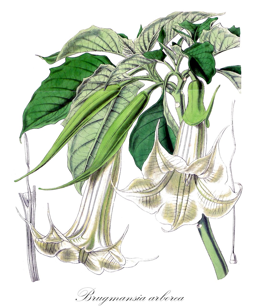 Brugmansia arborea - Solanaceae,Plantae,Pteridobiotina,Angiosperms,Solanales,Solanaceae,Solanoideae,Datureae,Brugmansia,Brugmansia arborea,Brugmansia arbuscula, Brugmansia cornigera, Datura arborea, Datura cornigera, Pseudodatura arborea, Stramonium arboreum,Baumartige Engelstrompete