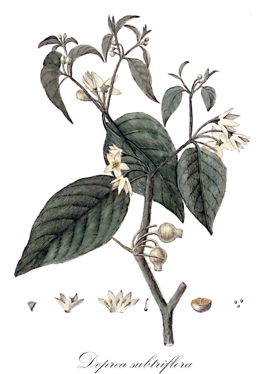 Deprea subtriflora - Solanaceae,Plantae,Pteridobiotina,Angiosperms,Solanales,Solanaceae,Solanoideae,Physaleae,Deprea,Deprea subtriflora,Athenaea subtriflora, Deprea pomacochaensis, Larnax pomacochaensis, Larnax subtriflora, Physalis subtriflora, Withania subtriflora