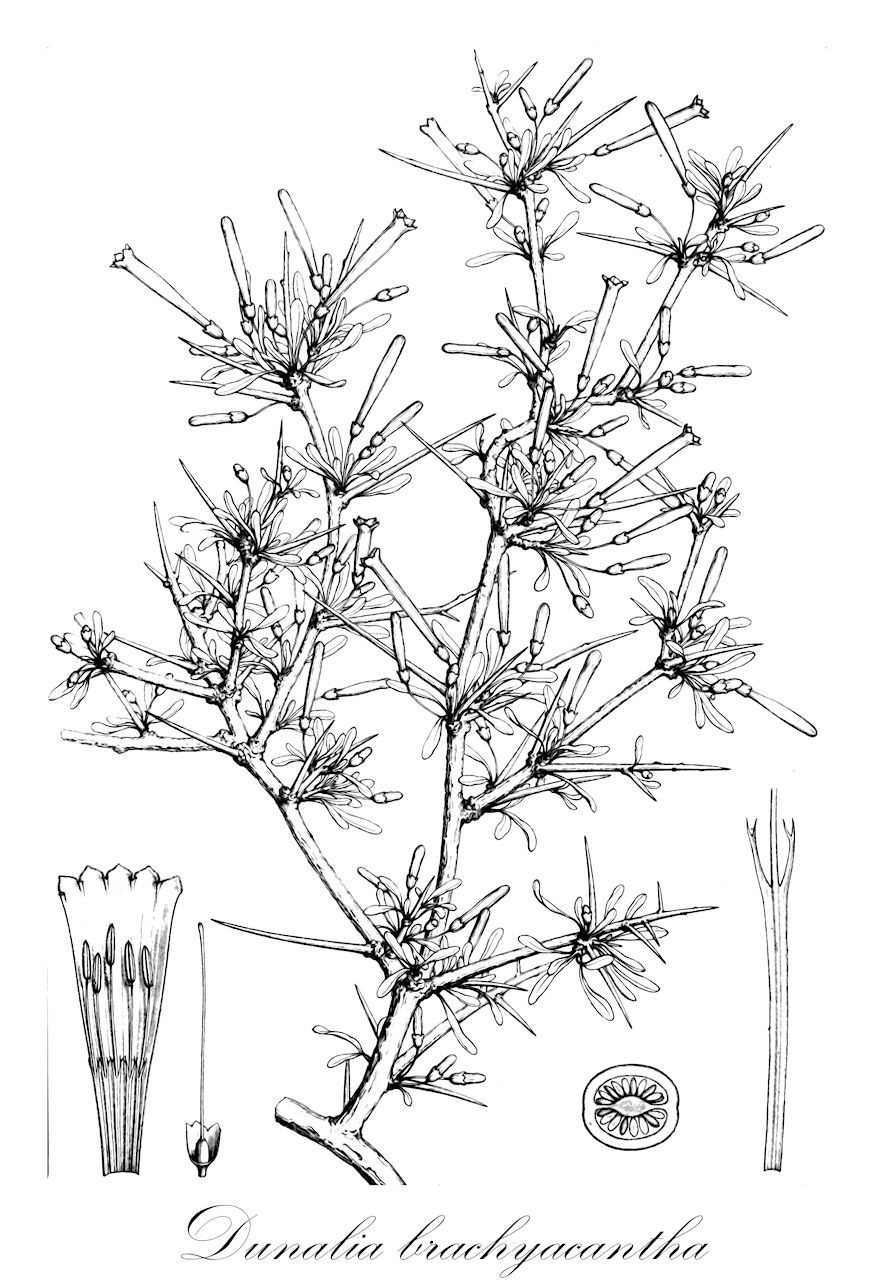 Dunalia brachyacantha - Solanaceae,Plantae,Pteridobiotina,Angiosperms,Solanales,Solanaceae,Solanoideae,Physaleae,Dunalia,Dunalia brachyacantha,Acnistus achalensis, Acnistus fasciculatus var. herzogii, Dierbachia achalensis, Dierbachia brachyacantha, Dierbachia lyciodes f. achalensis, Dunalia achalensis, Dunalia hauthalii, Dunalia herzogii, Dunalia pflanzii, Lycium herzogii