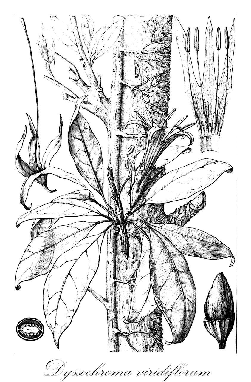Dyssochroma viridiflorum - Solanaceae,Datura albidoflava, Datura suaveolens f. albidoflava, Datura suaveolens f. albidoflava, Dyssochroma albidoflavum, Dyssochroma eximia, Dyssochroma viridiflora var. cuspidata, Dyssochroma viridiflora var. viridiflora, Juanulloa eximia, Markea peckoltiorum, Markea viridiflora, Solandra viridiflora,Plantae,Pteridobiotina,Angiosperms,Solanales,Solanaceae,Solanoideae,Solandreae,Dyssochroma,Dyssochroma viridiflorum