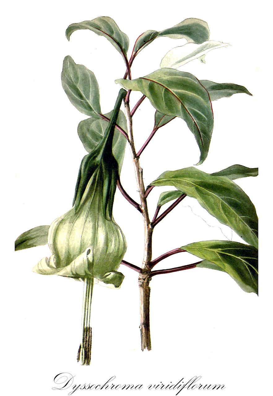 Dyssochroma viridiflorum - Solanaceae,Plantae,Pteridobiotina,Angiosperms,Solanales,Solanaceae,Solanoideae,Solandreae,Dyssochroma,Dyssochroma viridiflorum,Datura albidoflava, Datura suaveolens f. albidoflava, Datura suaveolens f. albidoflava, Dyssochroma albidoflavum, Dyssochroma eximia, Dyssochroma viridiflora var. cuspidata, Dyssochroma viridiflora var. viridiflora, Juanulloa eximia, Markea peckoltiorum, Markea viridiflora, Solandra viridiflora
